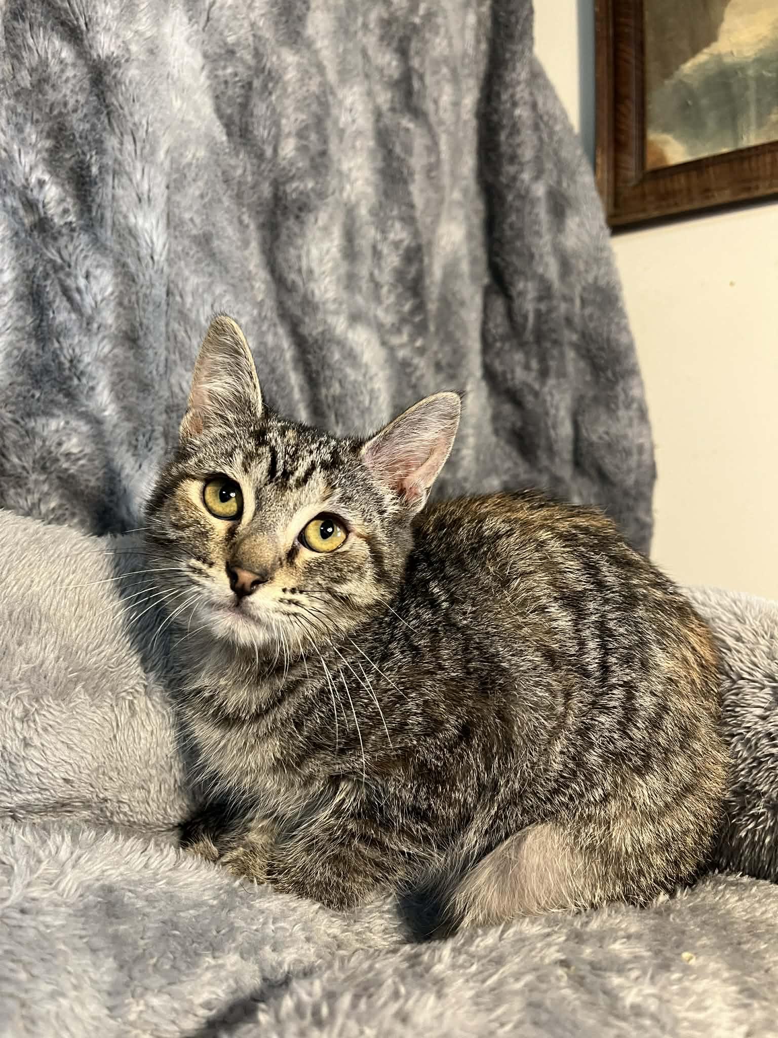 Honeybee, Adoptable, Kitten Female Domestic Short Hair.