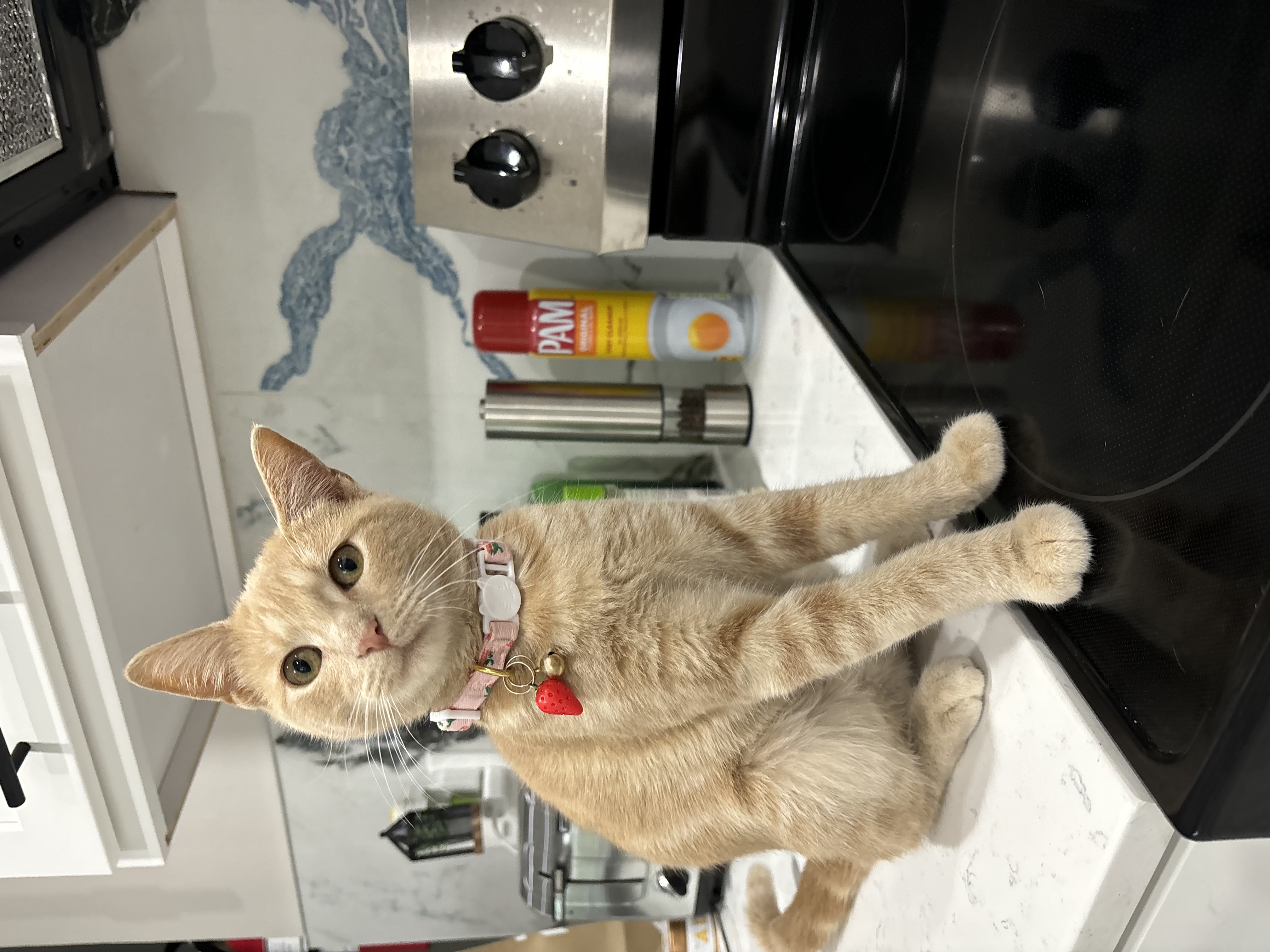 Sadie, Adopted, Kitten Female Domestic Short Hair.