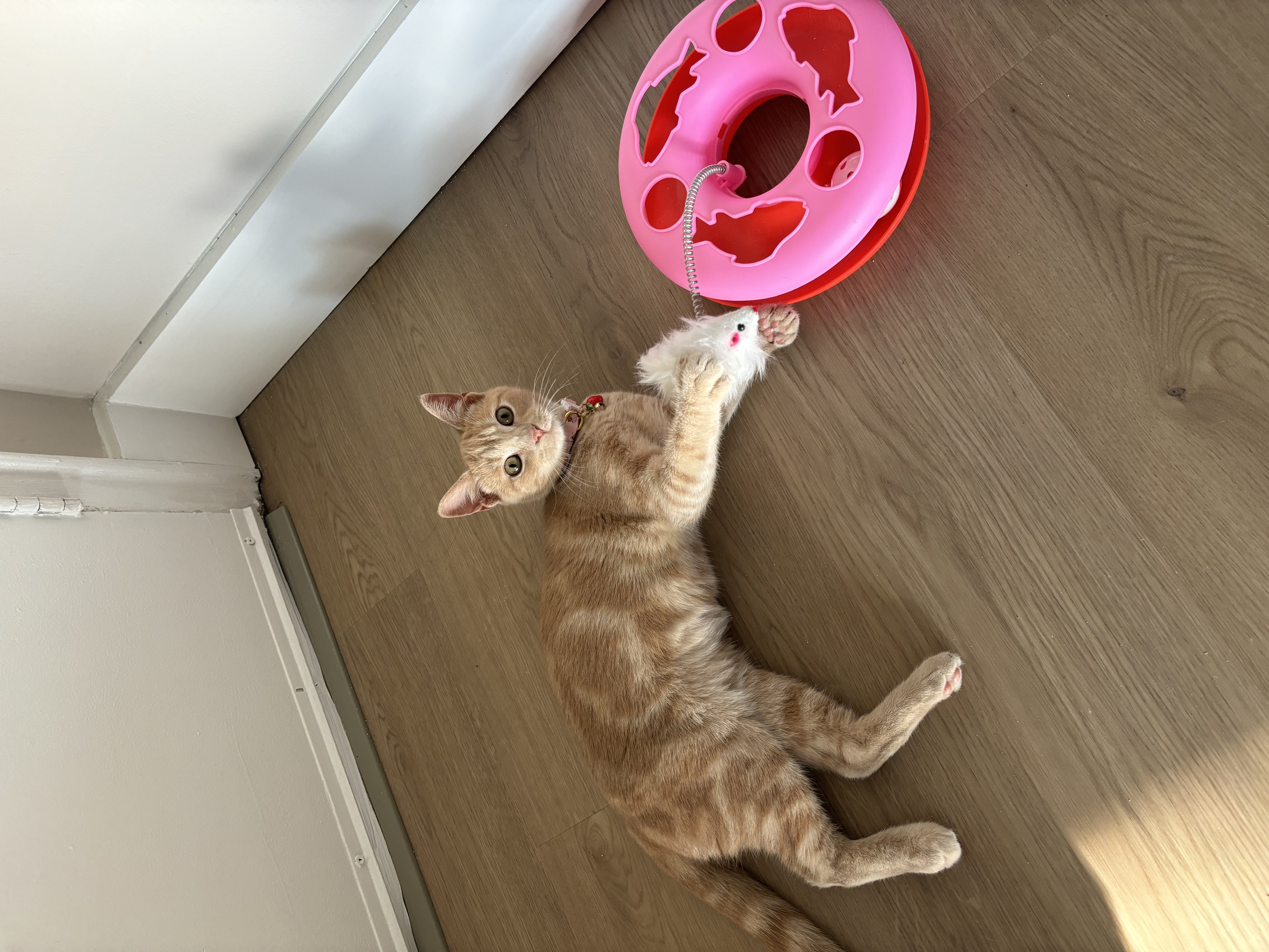 Sadie, a Adopted Domestic Short Hair in Levittown, PA image 2/3