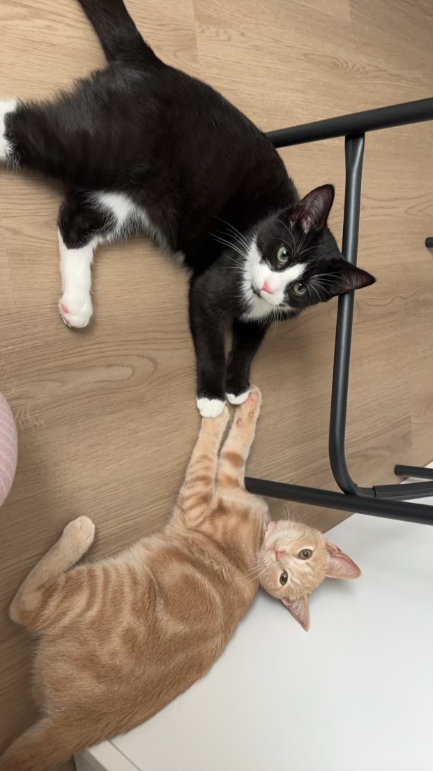 Sadie, a Adopted Domestic Short Hair in Levittown, PA image 3/3