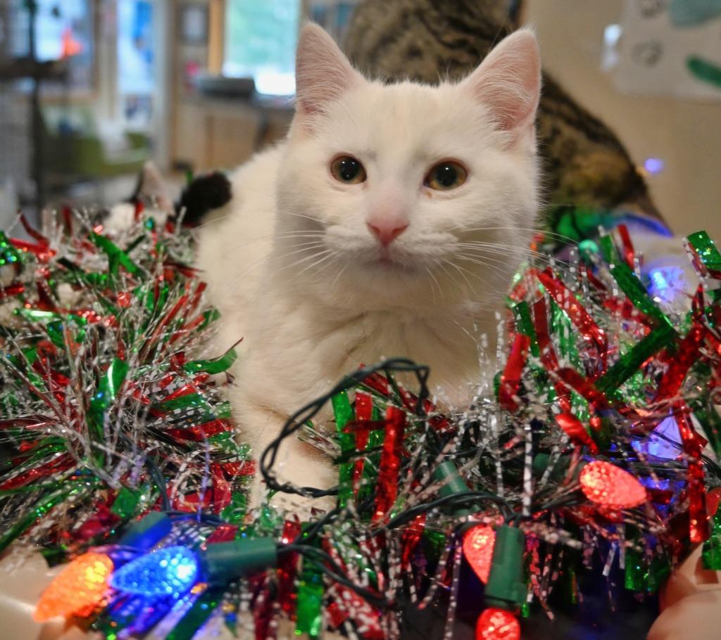 3M Athos, Adoptable, Kitten Male Domestic Medium Hair.