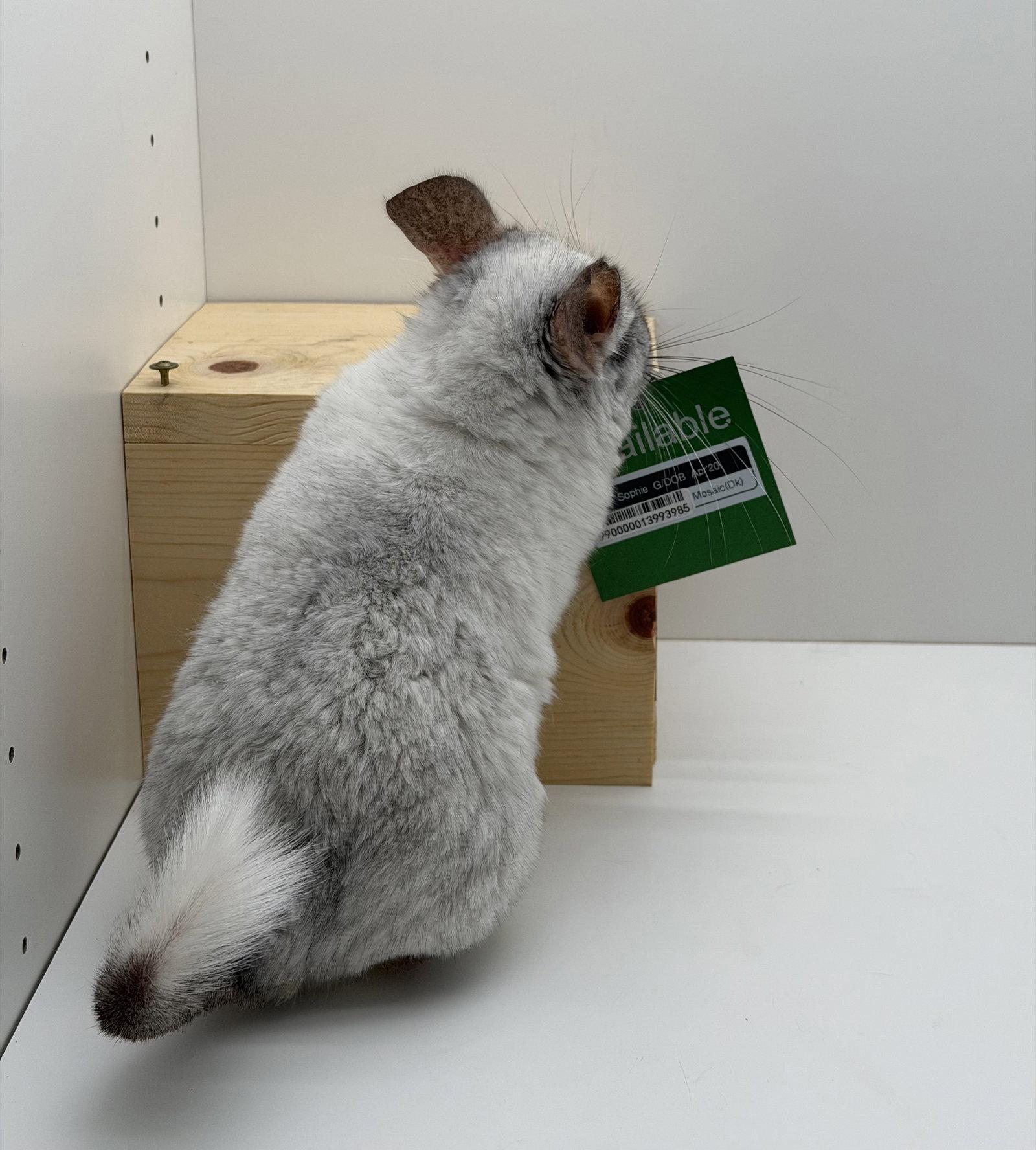 Enlarge Sophie, a Adopted Chinchilla in Sunnyvale, CA image 1/3