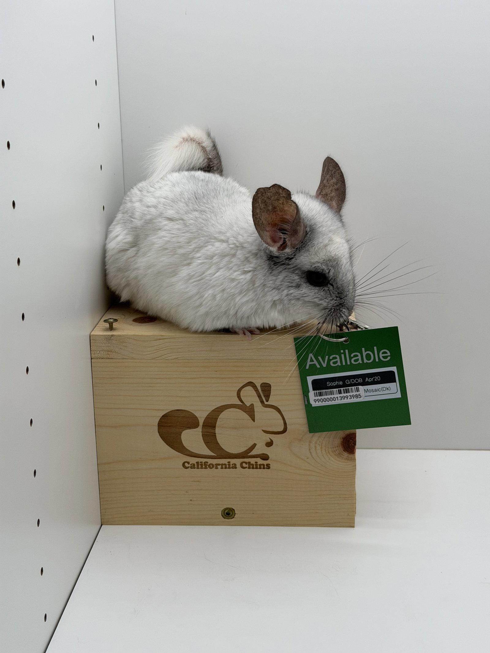 Enlarge Sophie, a Adopted Chinchilla in Sunnyvale, CA image 2/3