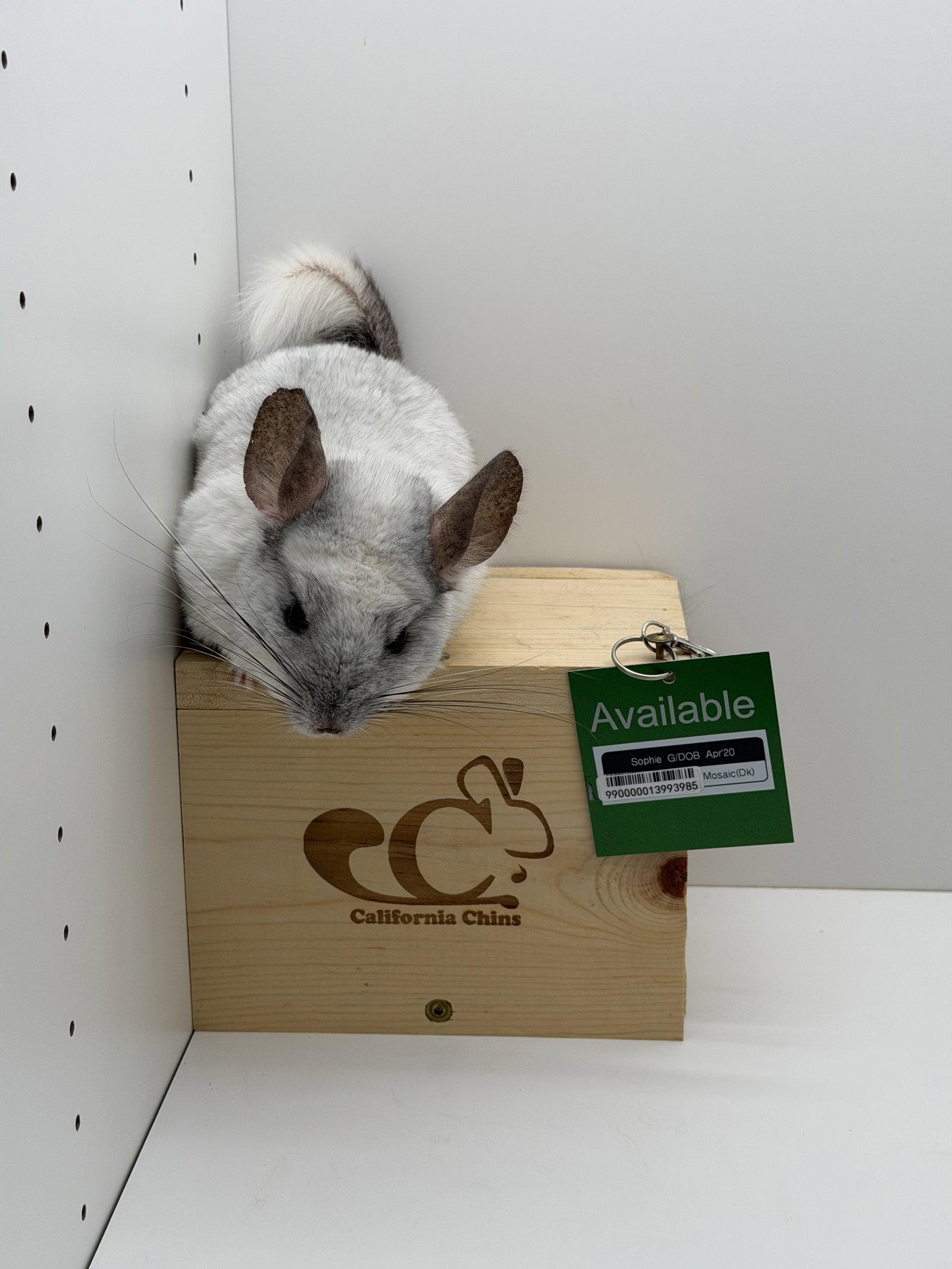 Enlarge Sophie, a Adopted Chinchilla in Sunnyvale, CA image 3/3