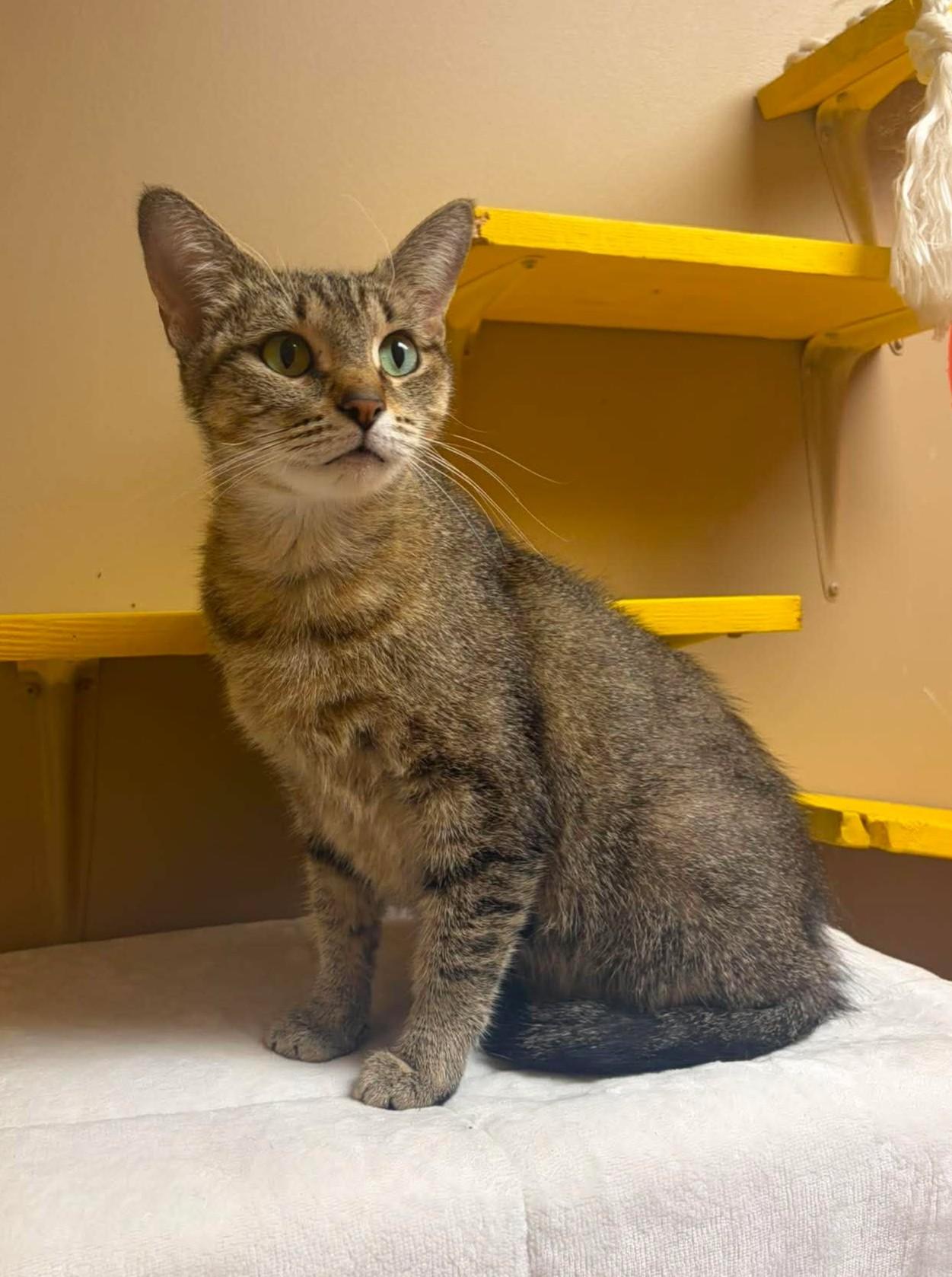 Ruth, ADOPTABLE, Young Female Domestic Short Hair.