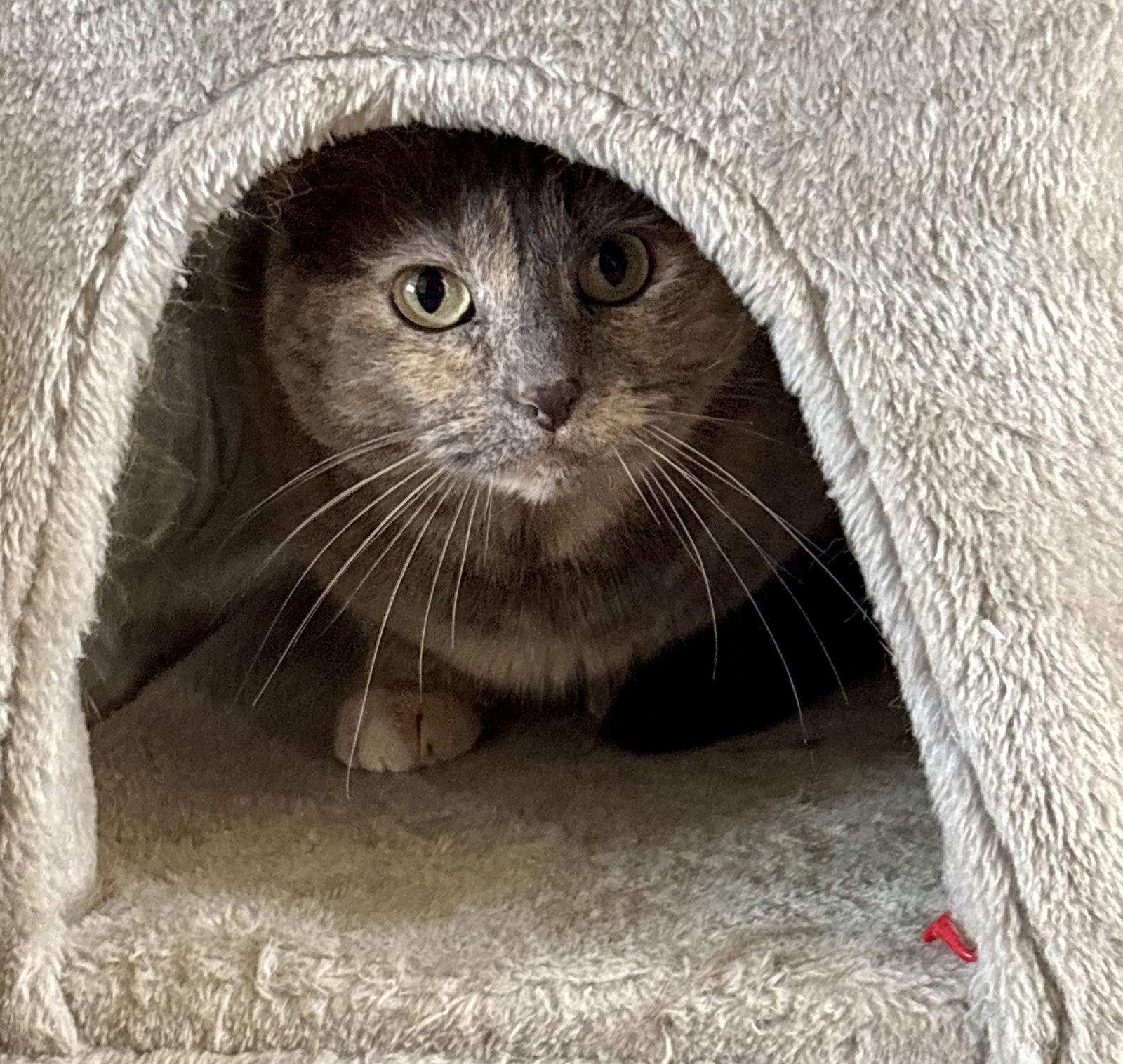 Kate (Courtesy Listing), Adoptable, Young Female Domestic Short Hair & Dilute Tortoiseshell.