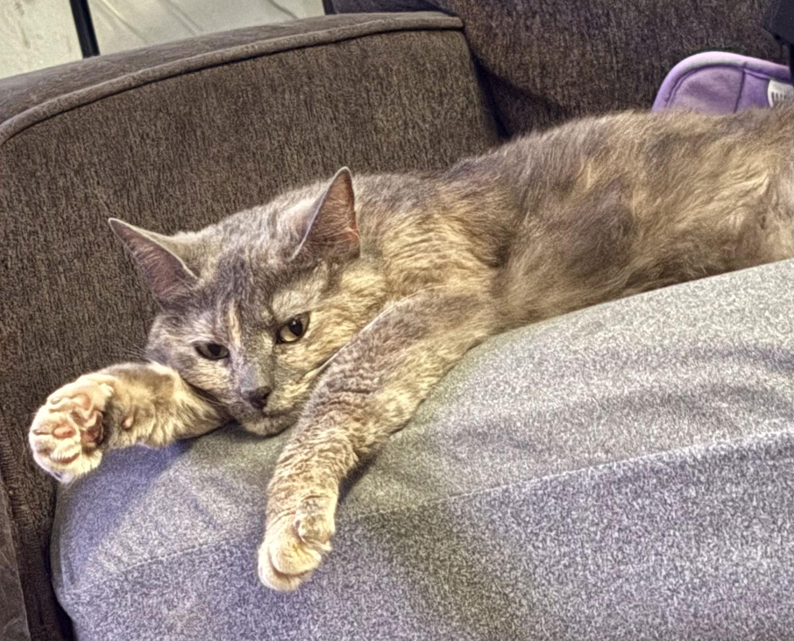 Enlarge Kate (Courtesy Listing), a Adoptable mixed breed in Williamsburg, IA image 2/3