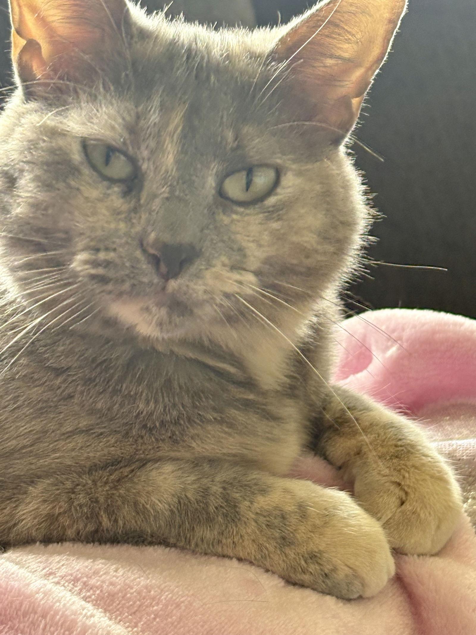 Enlarge Kate (Courtesy Listing), a Adoptable mixed breed in Williamsburg, IA image 3/3