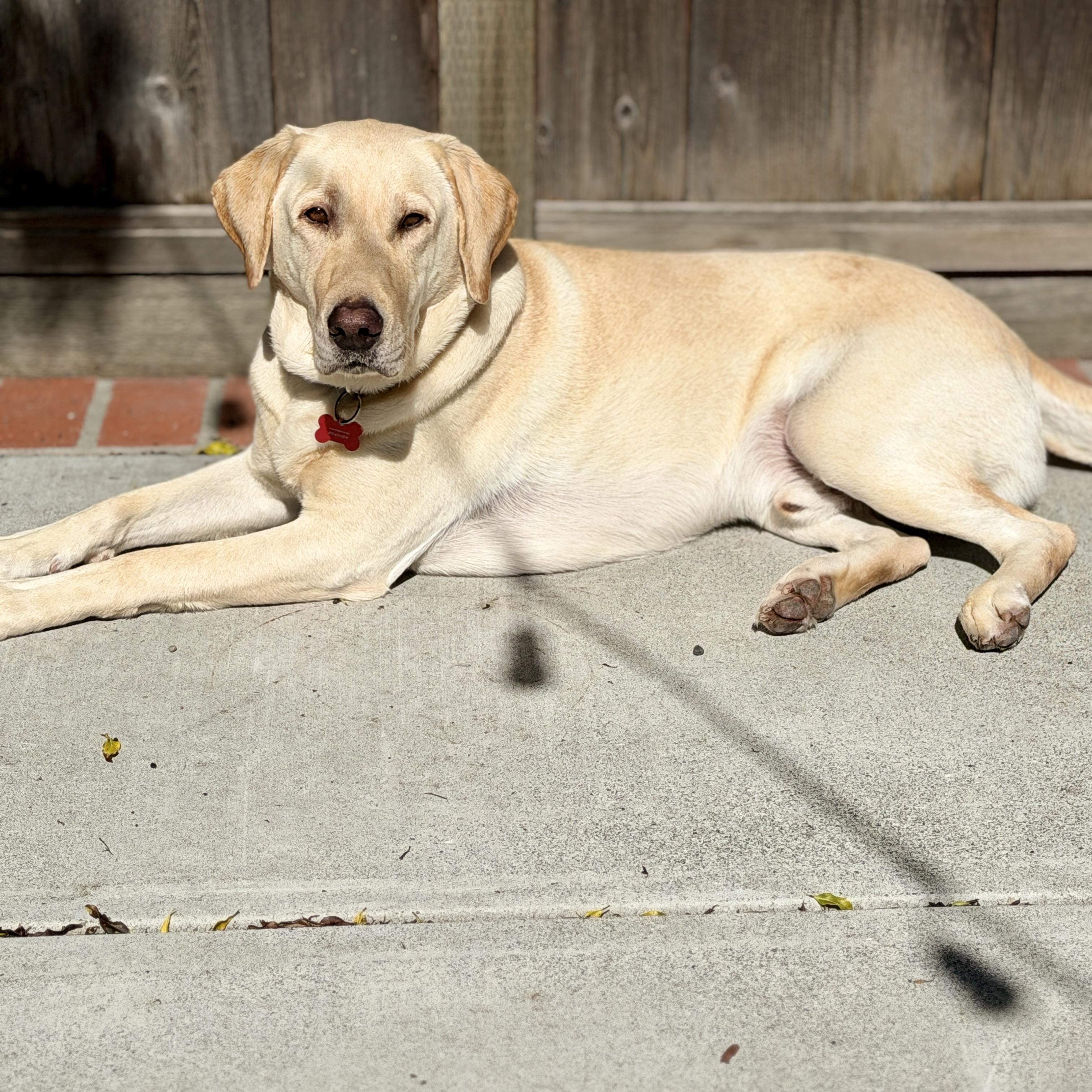 Enlarge Taco, a ADOPTABLE Labrador Retriever in San Francisco, CA image 2/5