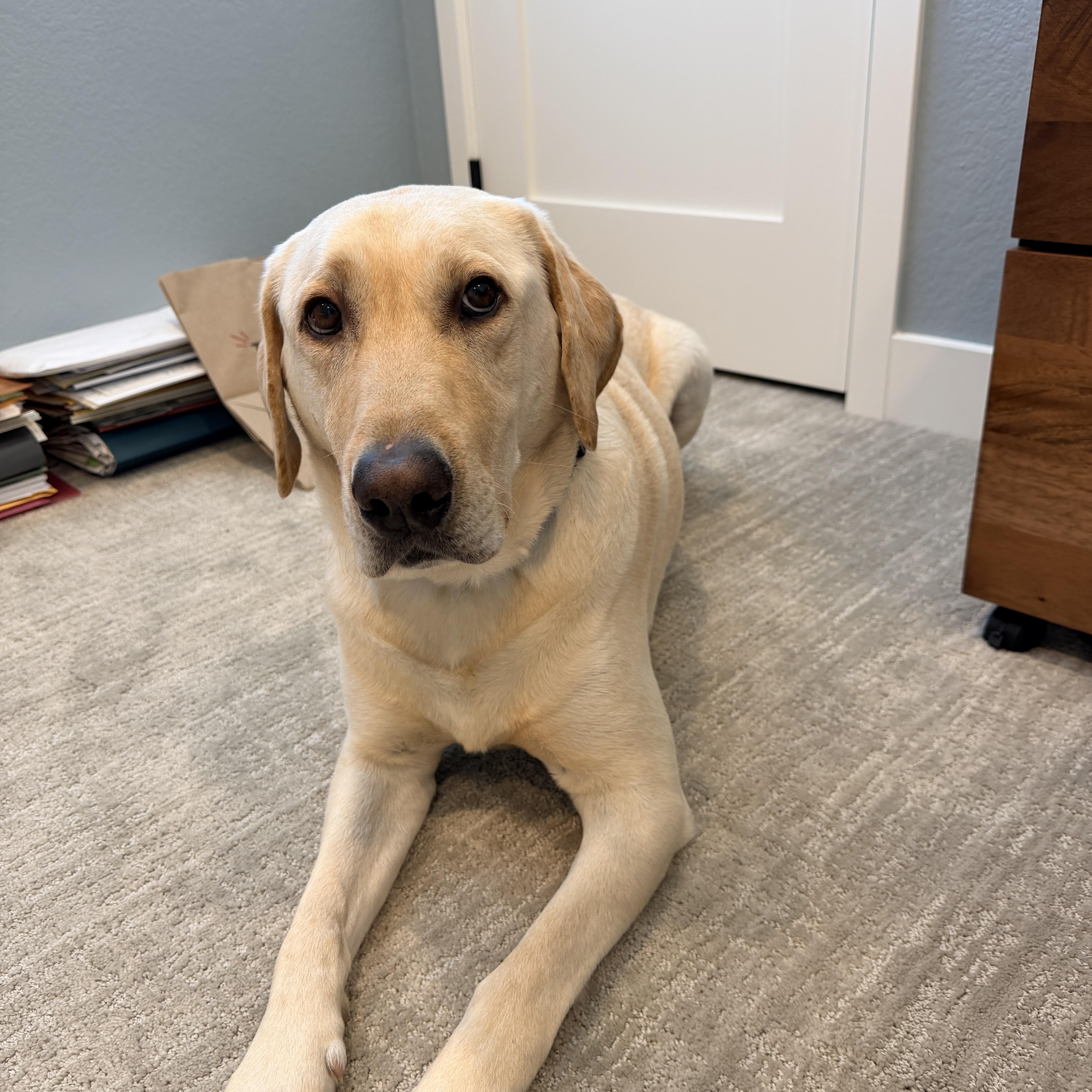 Enlarge Taco, a ADOPTABLE Labrador Retriever in San Francisco, CA image 1/5