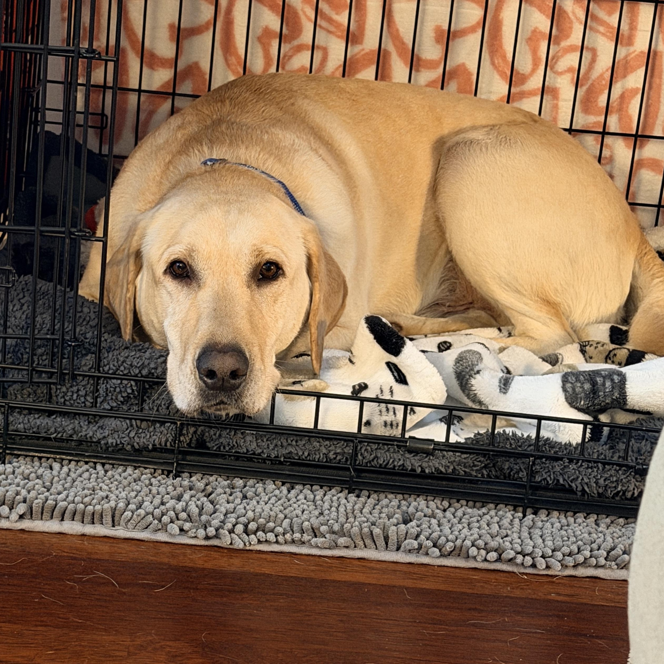 Enlarge Taco, a ADOPTABLE Labrador Retriever in San Francisco, CA image 3/5