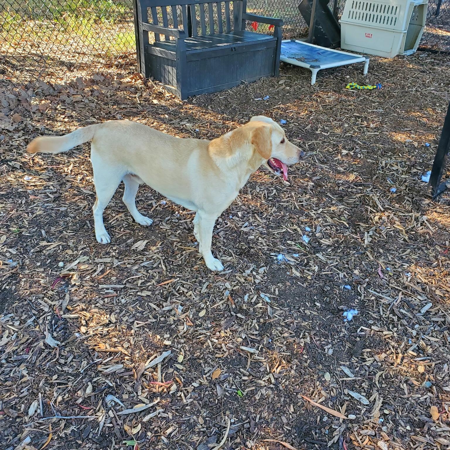 Enlarge Taco, a ADOPTABLE Labrador Retriever in San Francisco, CA image 4/5