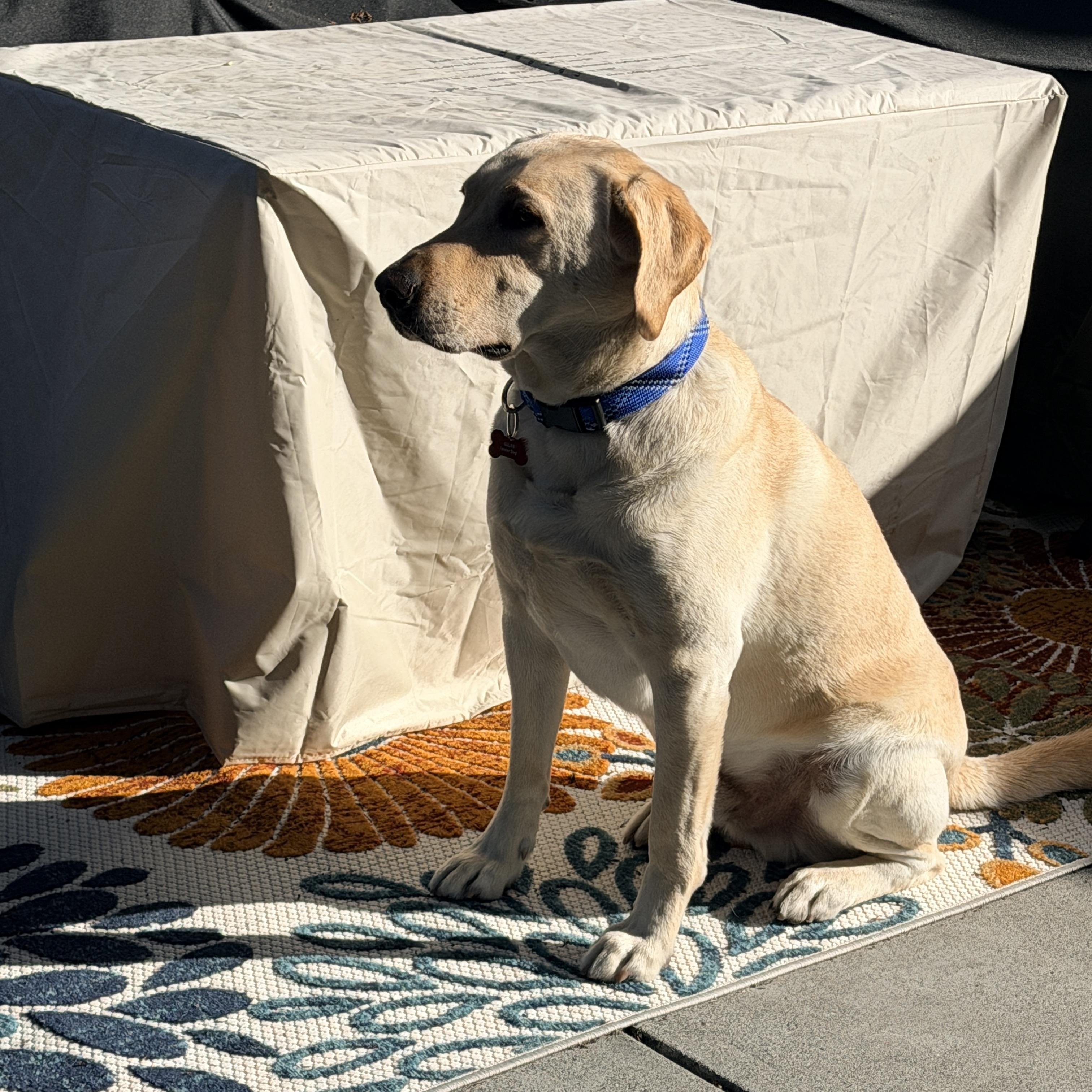 Enlarge Taco, a ADOPTABLE Labrador Retriever in San Francisco, CA image 5/5