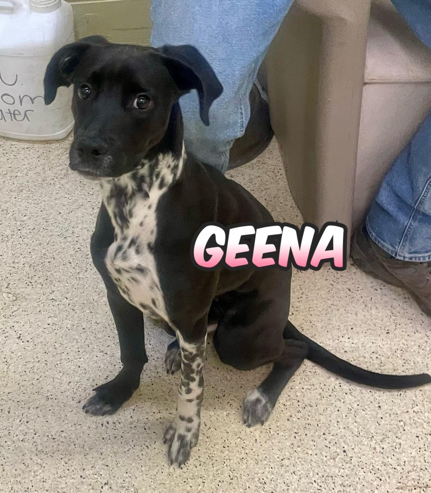 Geena