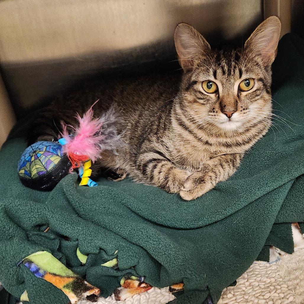 Enlarge Leslie, a Adoptable Domestic Short Hair in Naples, FL image 1/4