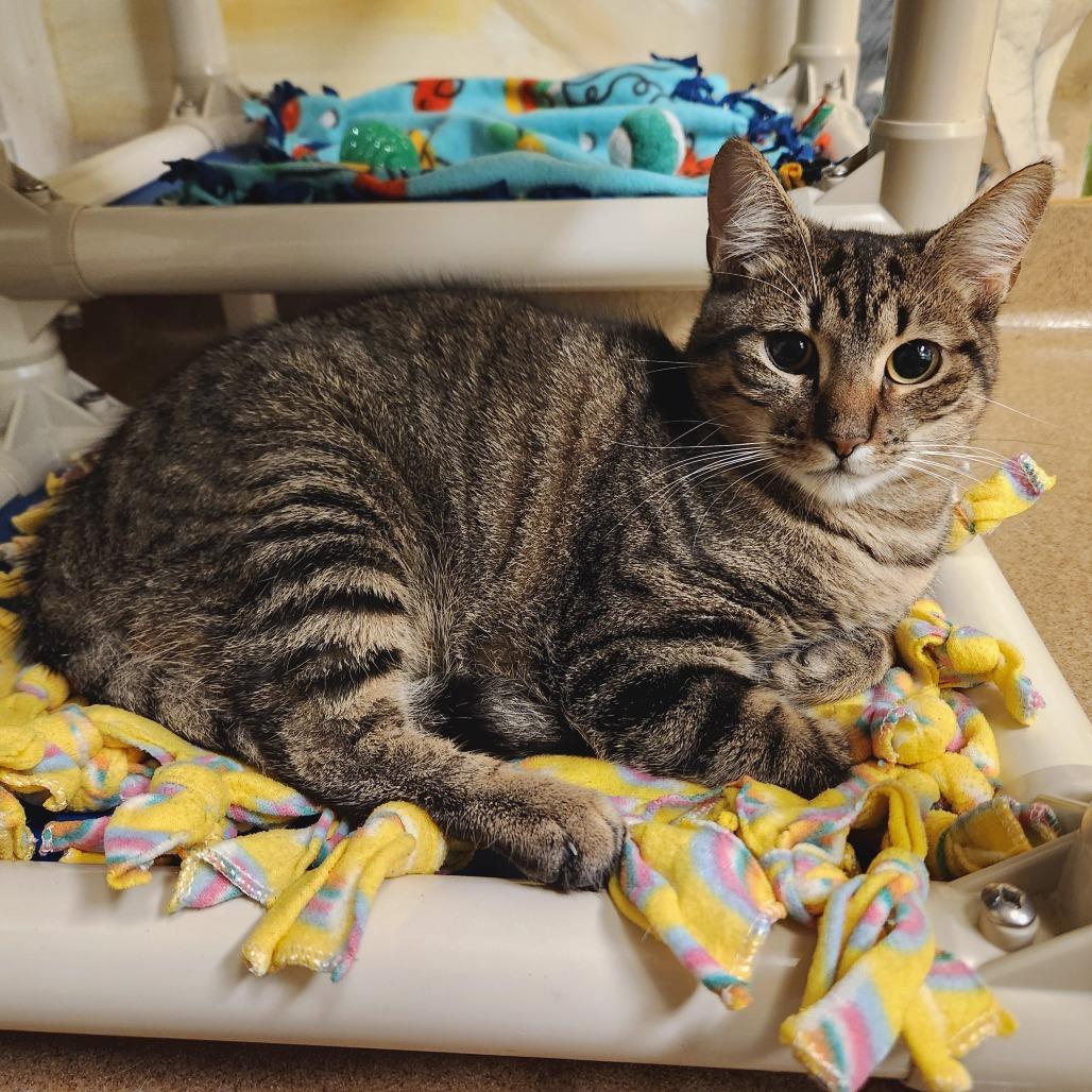 Enlarge Leslie, a Adoptable Domestic Short Hair in Naples, FL image 3/4