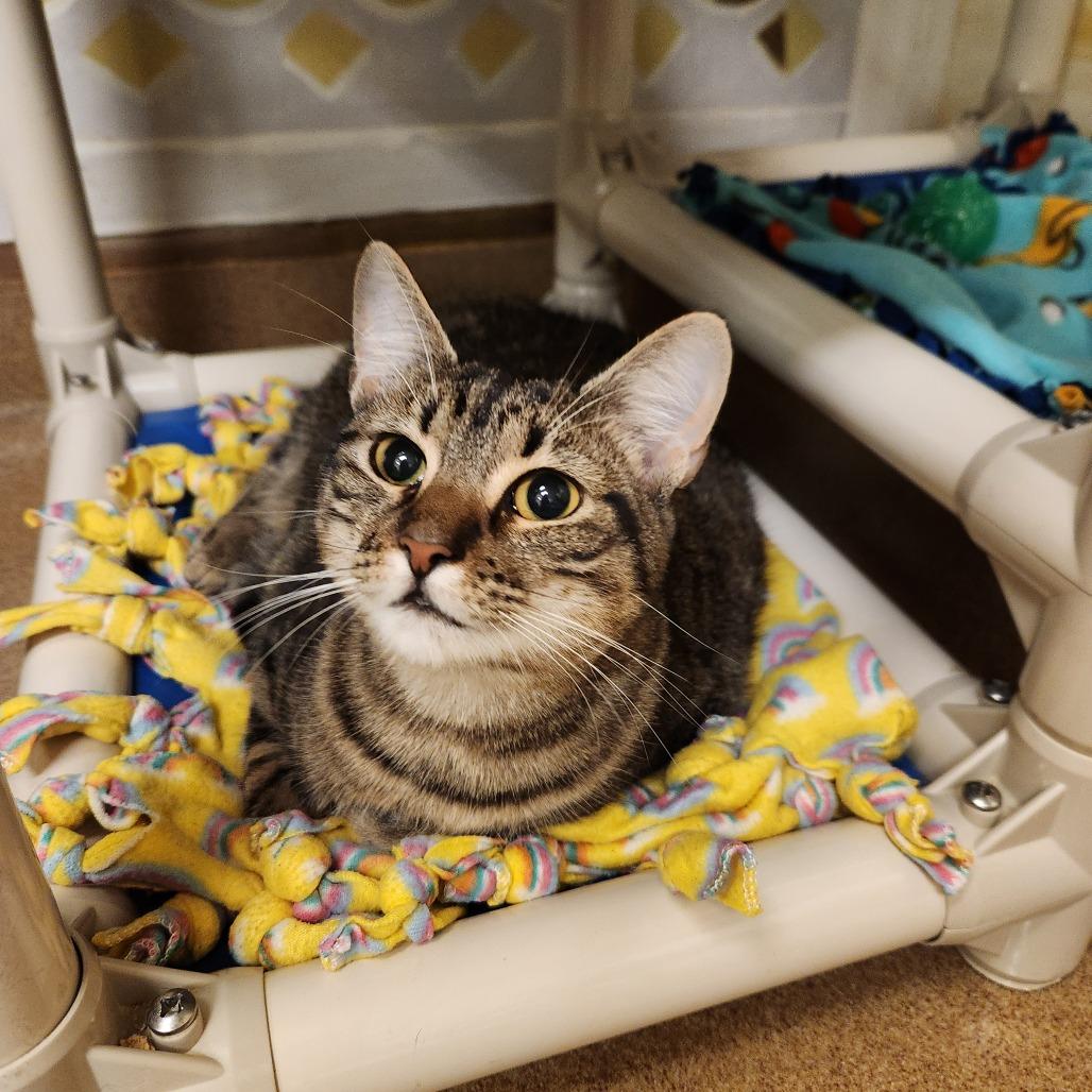 Enlarge Leslie, a Adoptable Domestic Short Hair in Naples, FL image 4/4