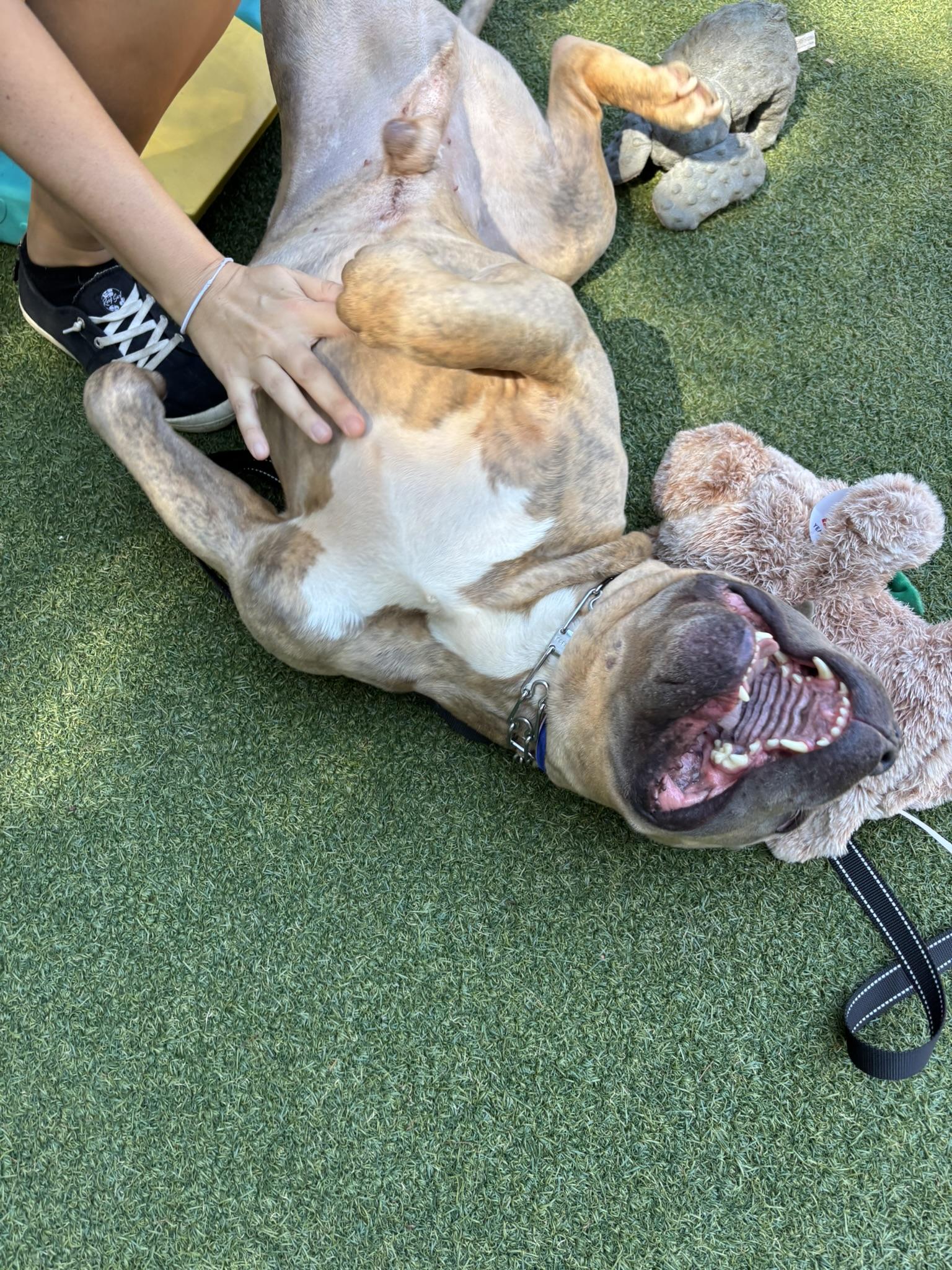 Espresso, a Adoptable Staffordshire Bull Terrier in Pembroke, MA image 6/6