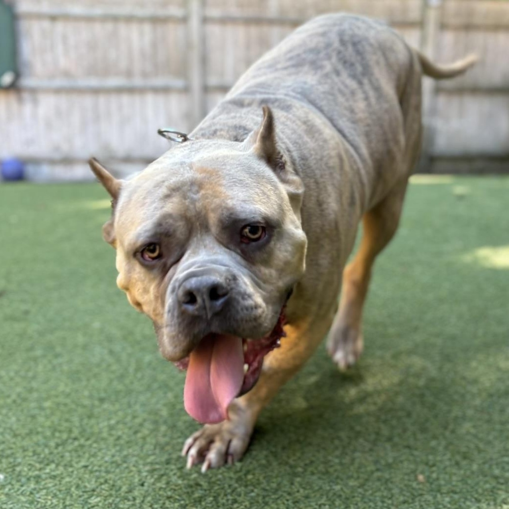 Espresso, a Adoptable Staffordshire Bull Terrier in Pembroke, MA image 4/6