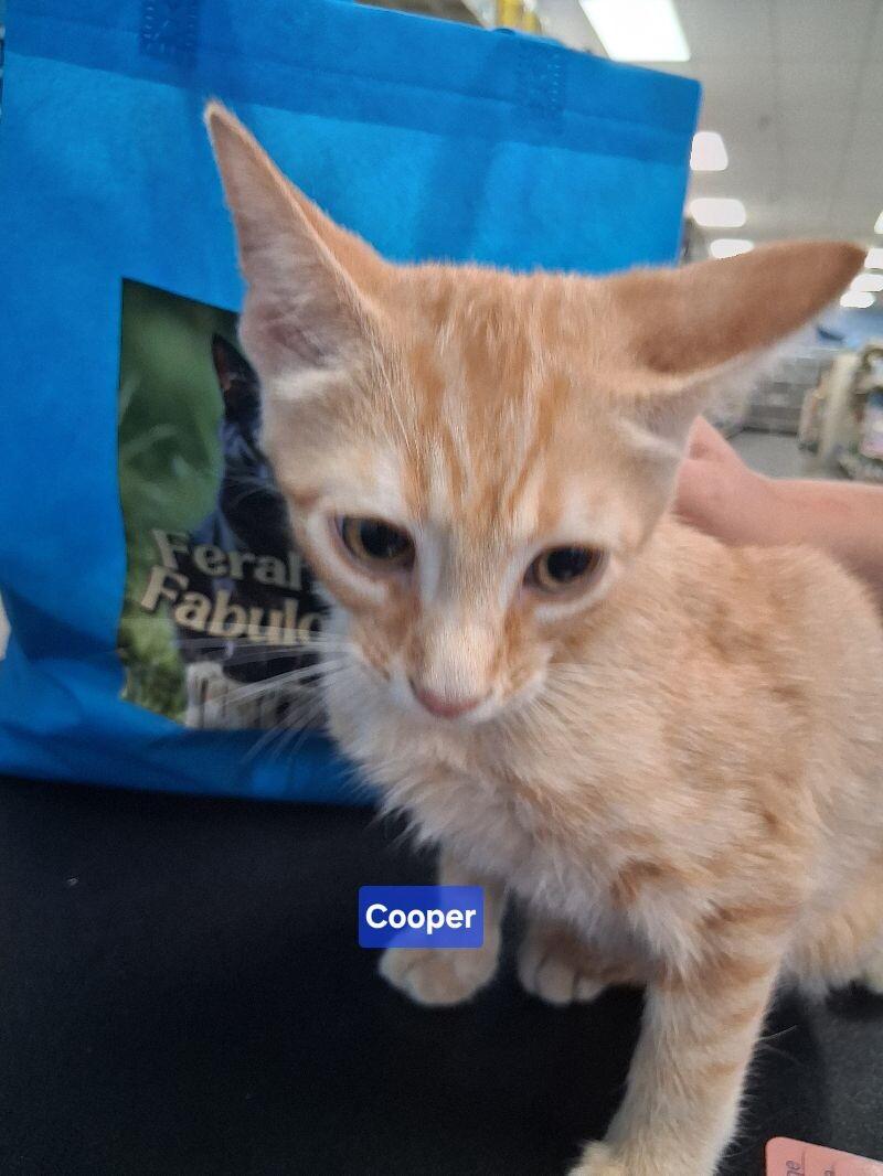 Cooper, Adoptable, Adult Female Domestic Short Hair.