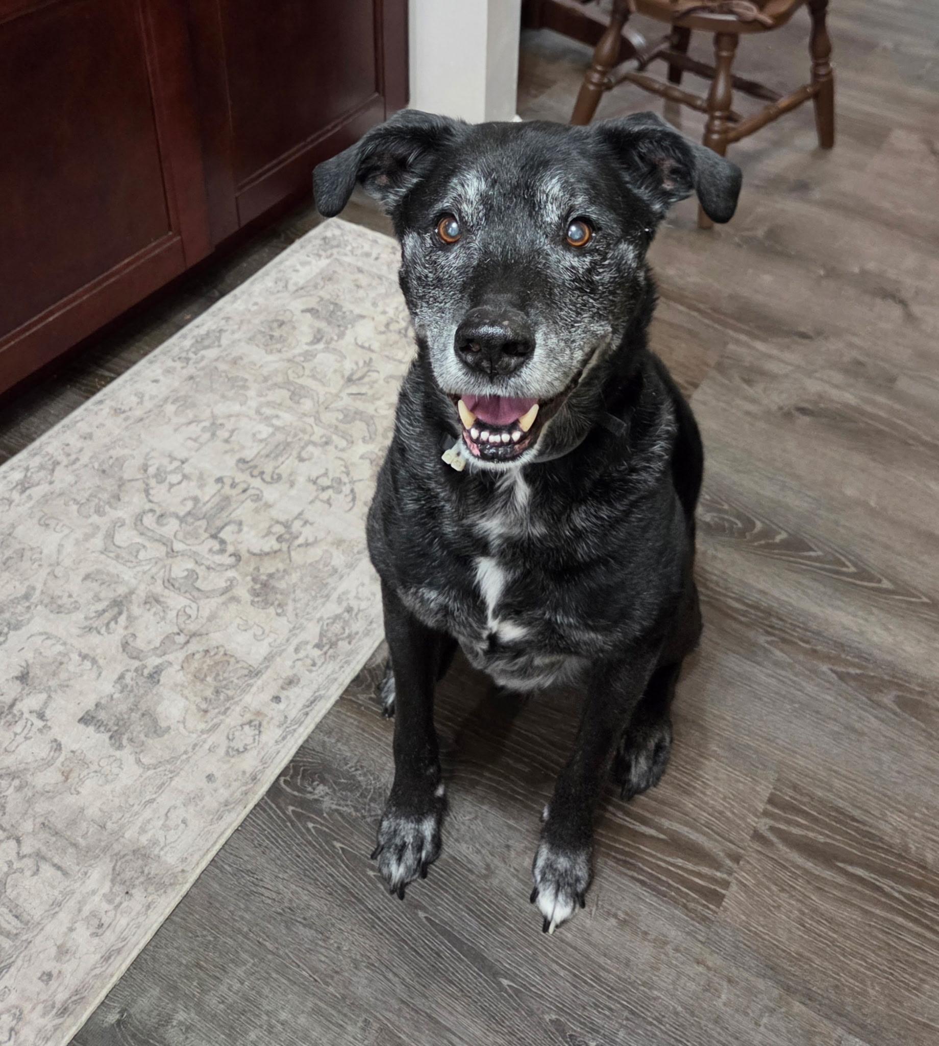 Enlarge Sebastian, a Adoptable mixed breed in Saint Augustine, FL image 1/2