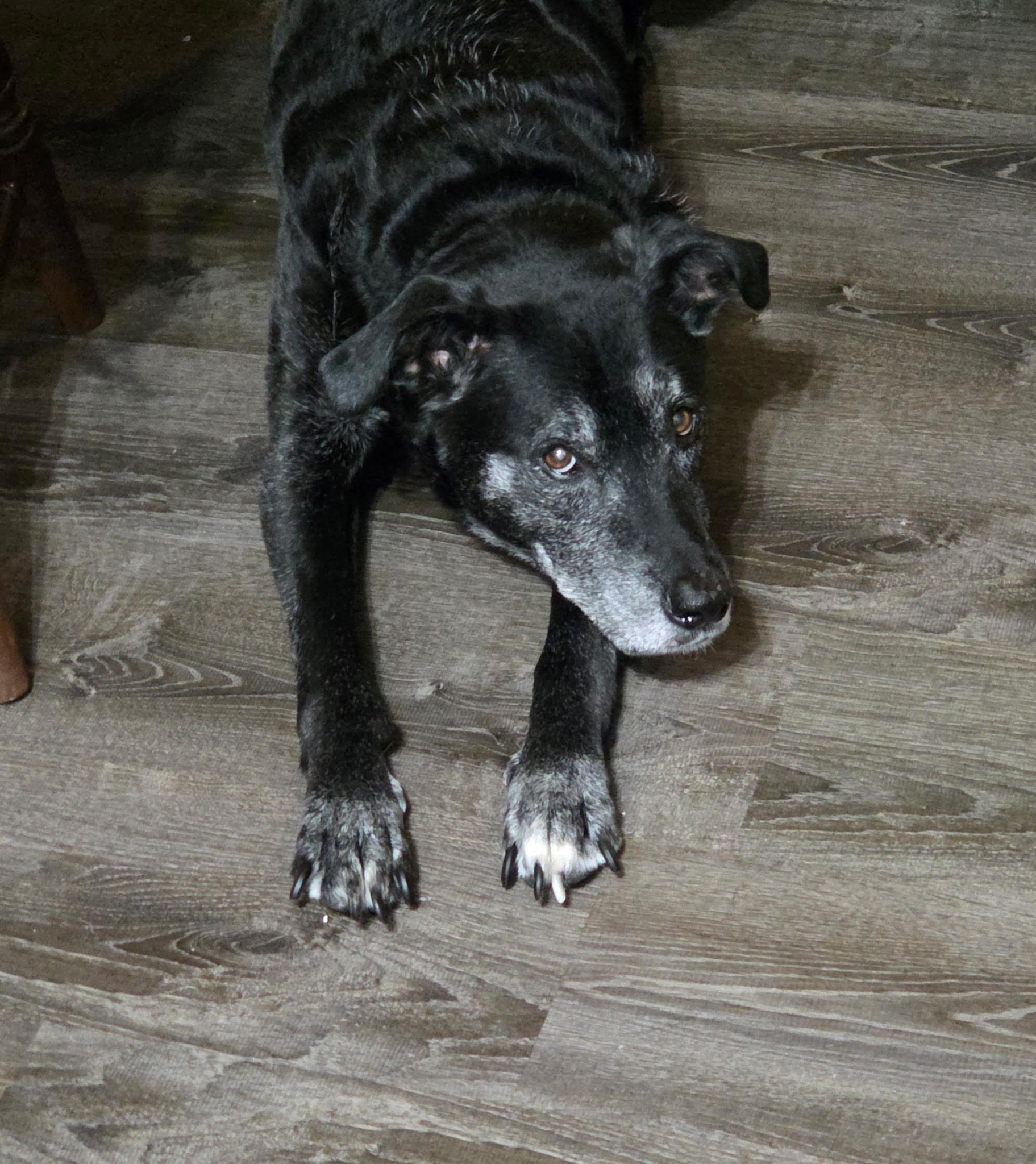 Enlarge Sebastian, a Adoptable mixed breed in Saint Augustine, FL image 2/2