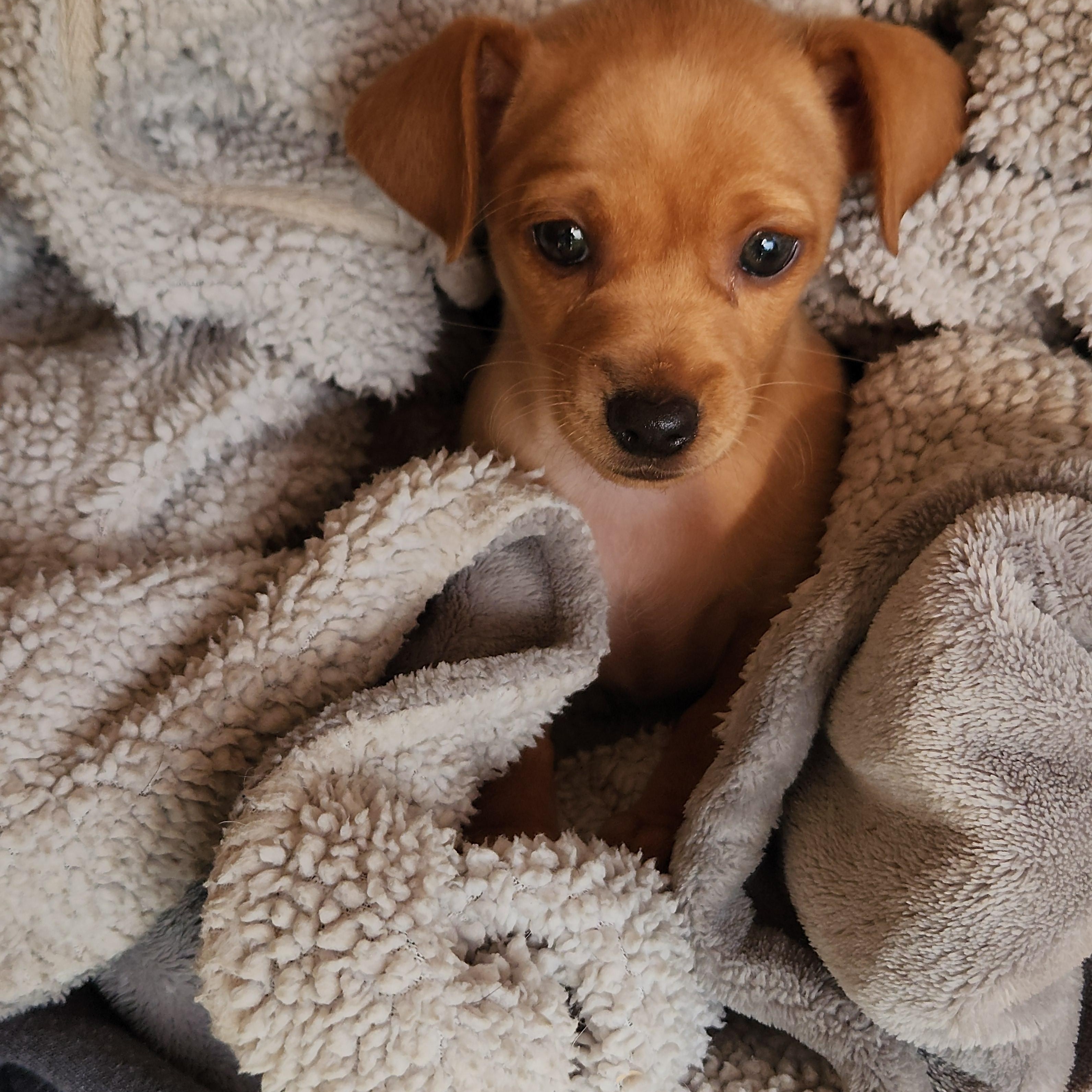 Enlarge Pru, a ADOPTABLE mixed breed in Flintstone, GA image 2/3