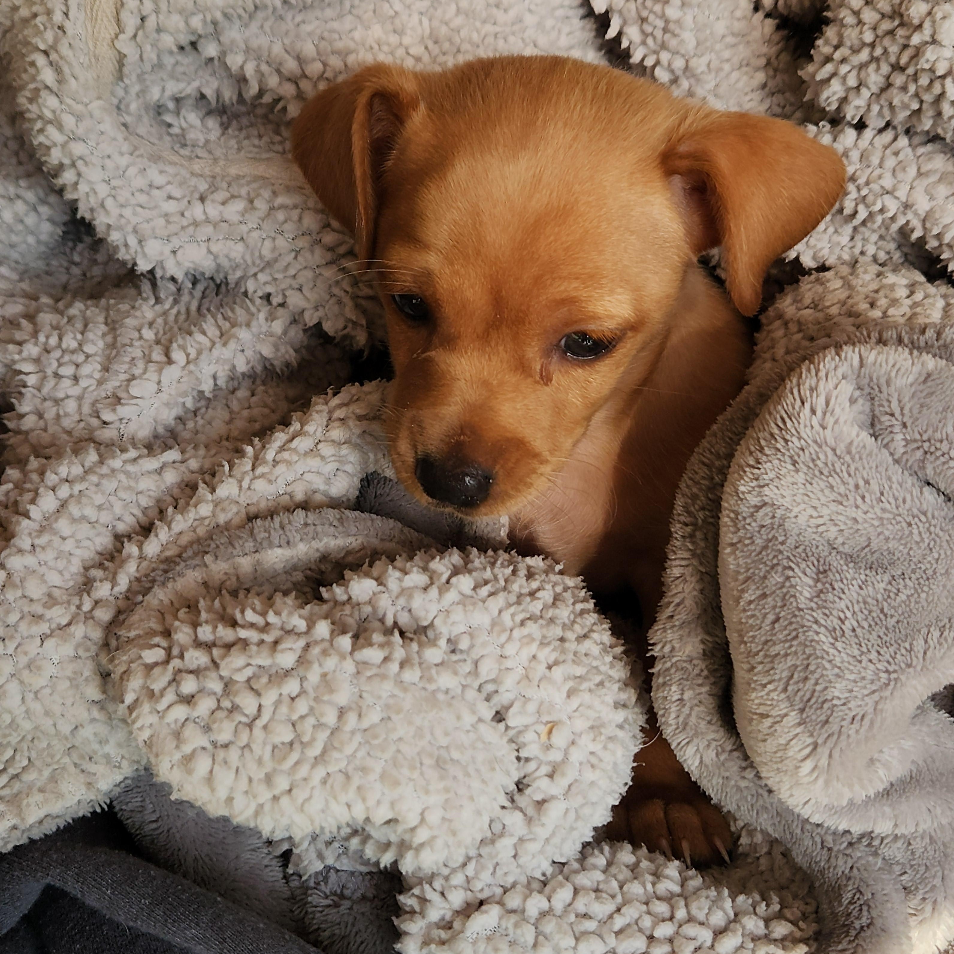 Enlarge Pru, a ADOPTABLE mixed breed in Flintstone, GA image 3/3