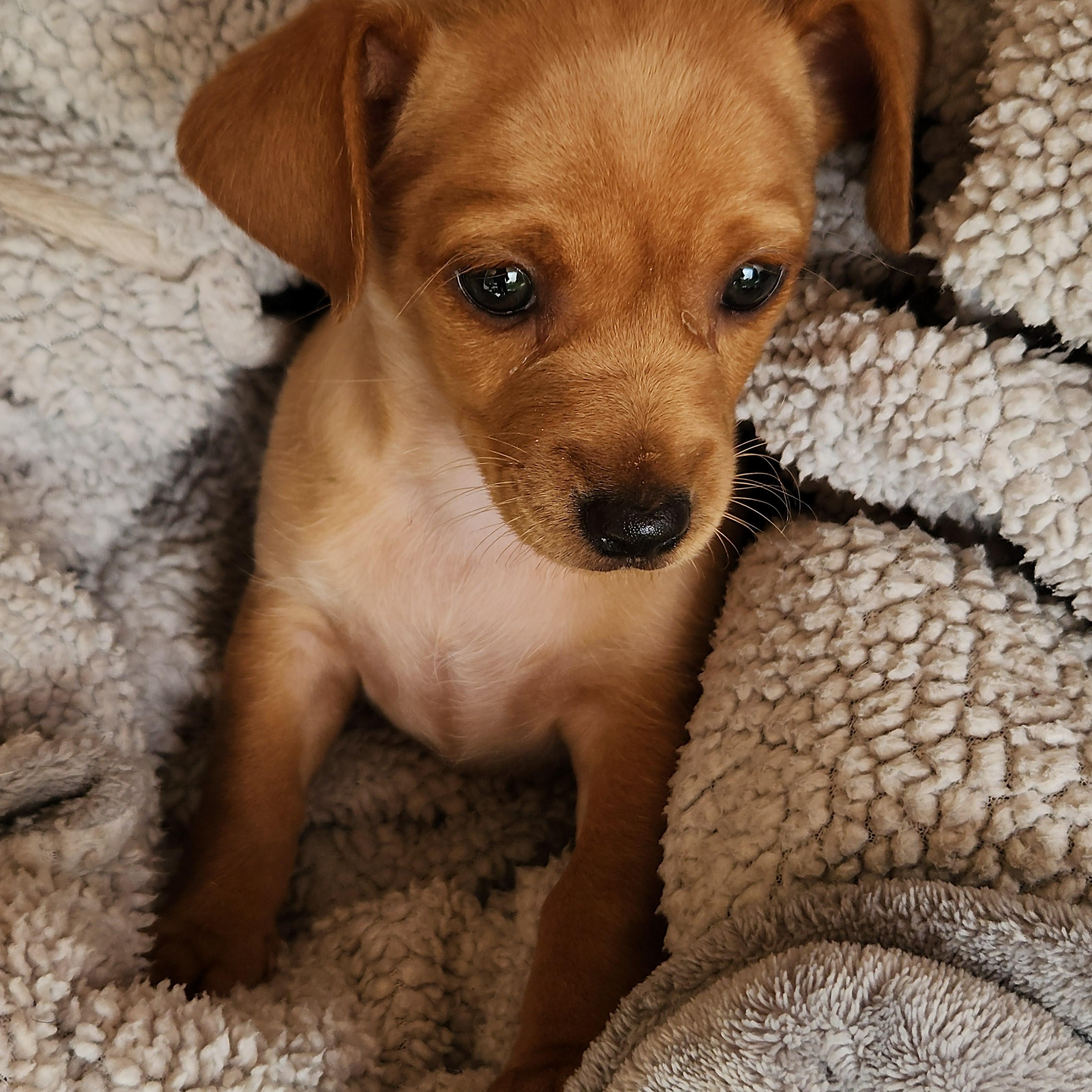 Pru, ADOPTABLE, Puppy Female Dachshund (Long Haired) & Chihuahua.