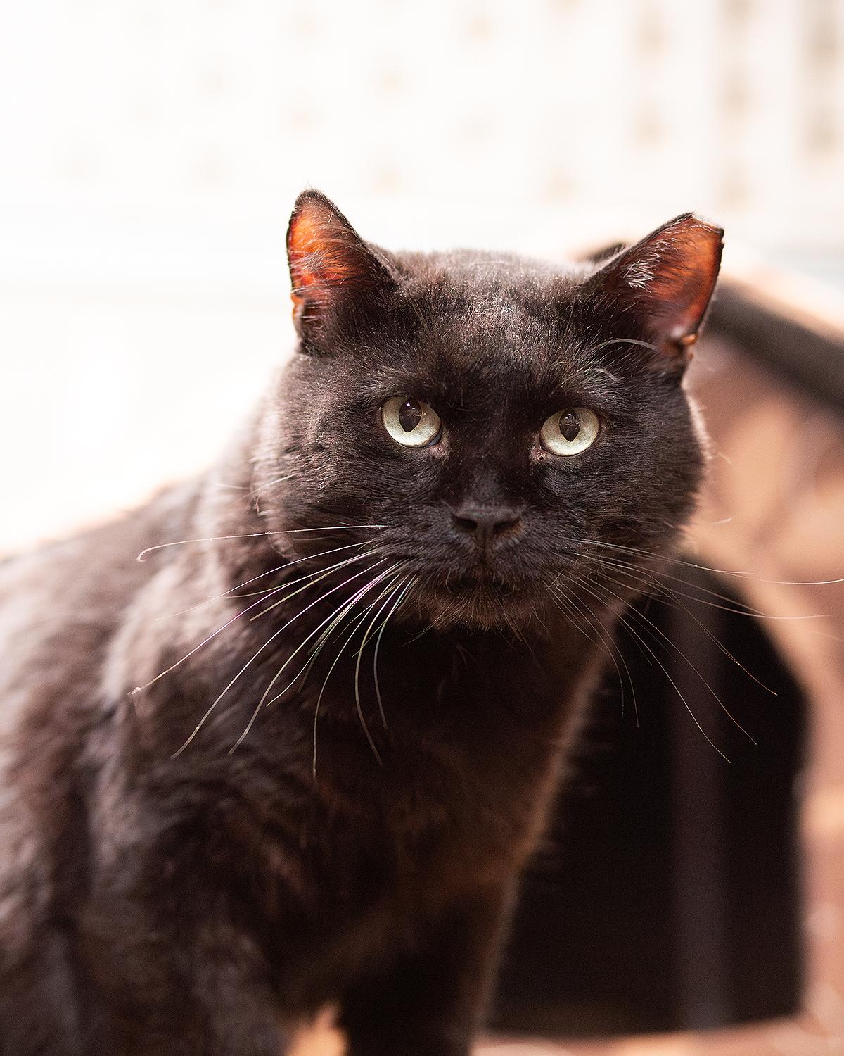 Enlarge Pops, a ADOPTABLE Domestic Short Hair in Marana, AZ image 1/1