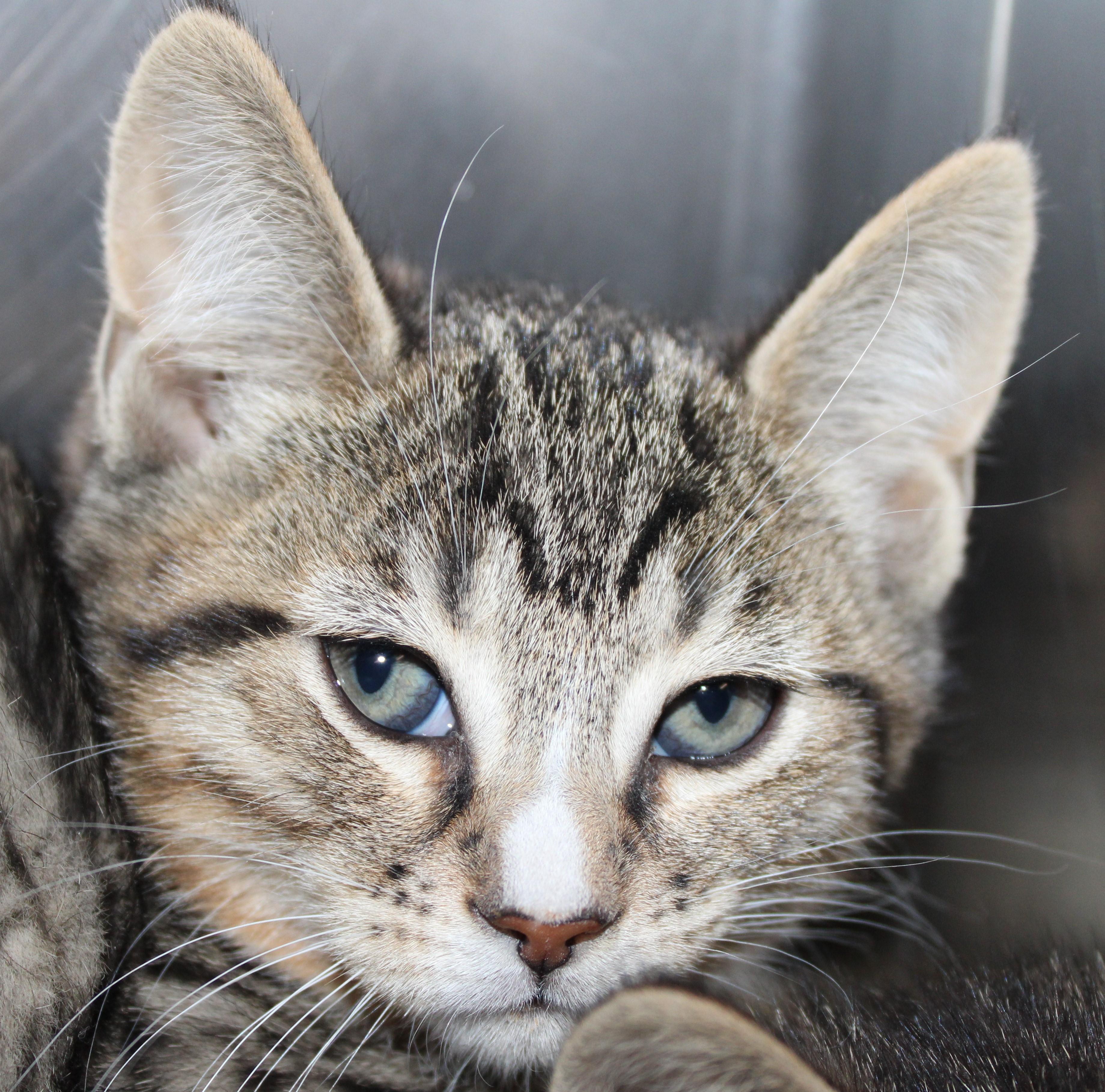 Butterscotch, adopted, Kitten Female Domestic Short Hair.