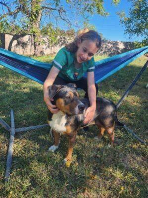 Cali, Adoptable, Adult Female Pit Bull Terrier.