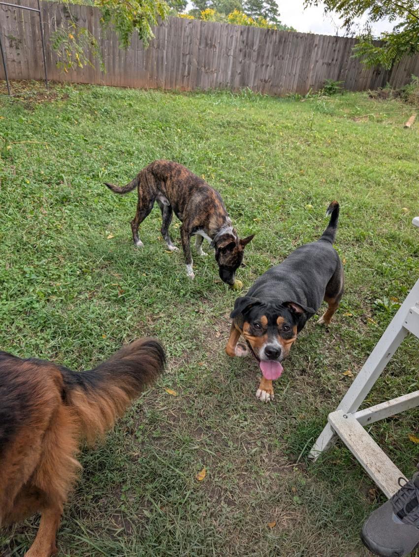 Cali, a Adoptable Pit Bull Terrier in Tonawanda, NY image 2/3