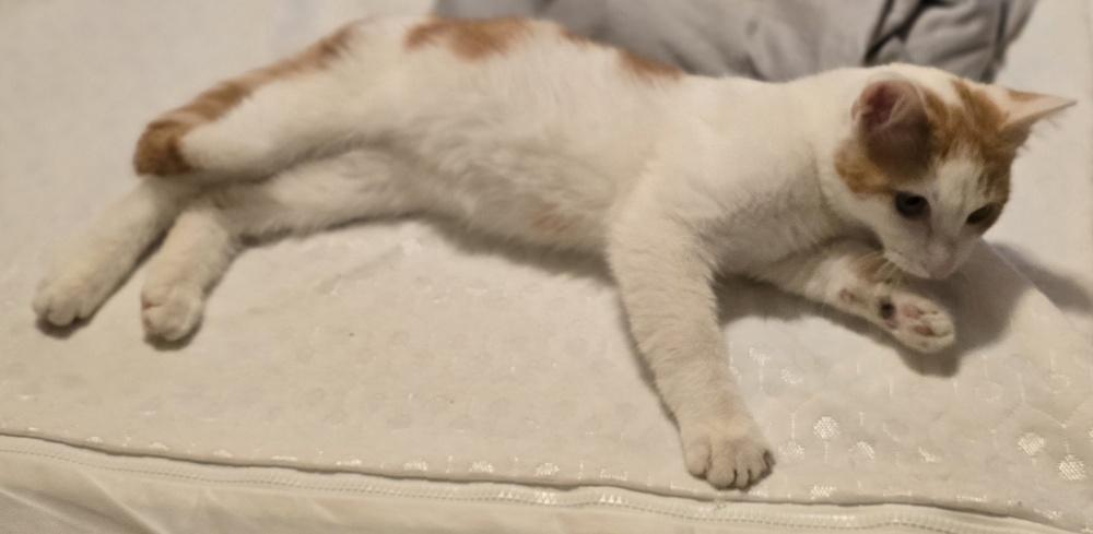 Creamsicle, Adoptable, Kitten Male Domestic Short Hair.