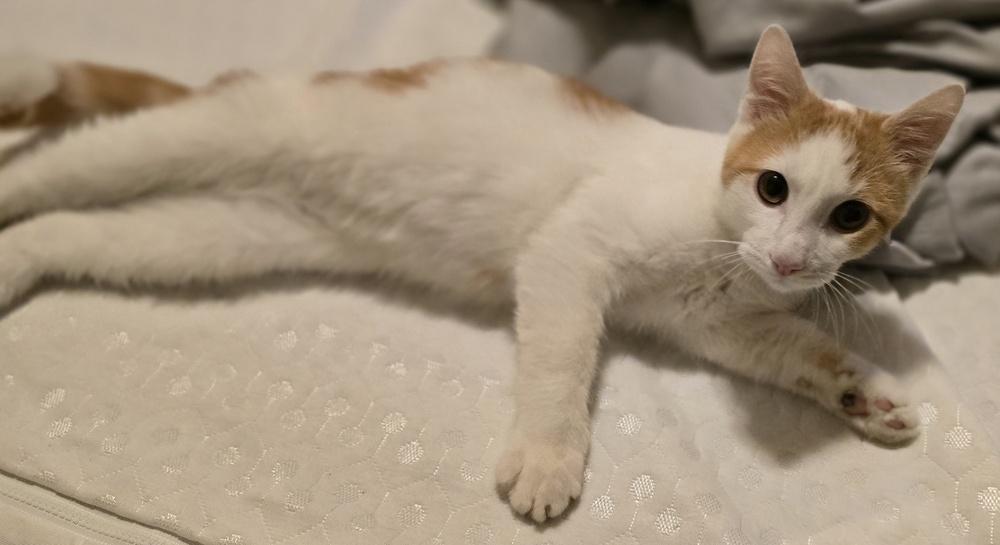 Enlarge Creamsicle, a Adoptable mixed breed in Lafayette, CO image 2/6