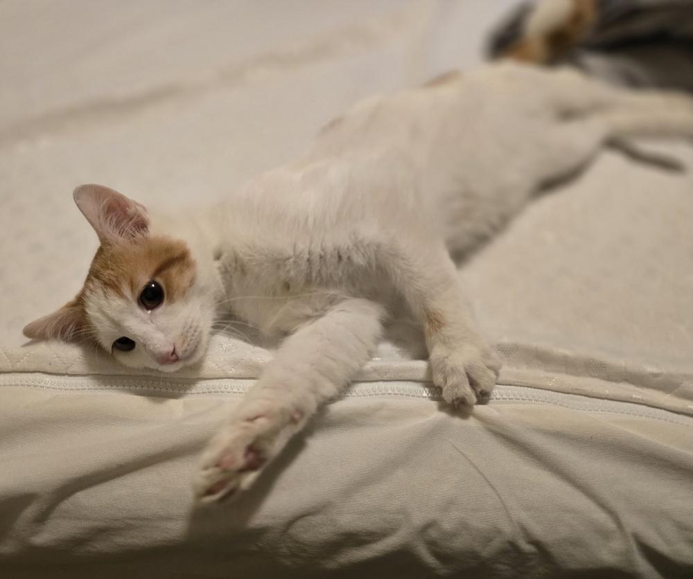 Enlarge Creamsicle, a Adoptable mixed breed in Lafayette, CO image 3/6