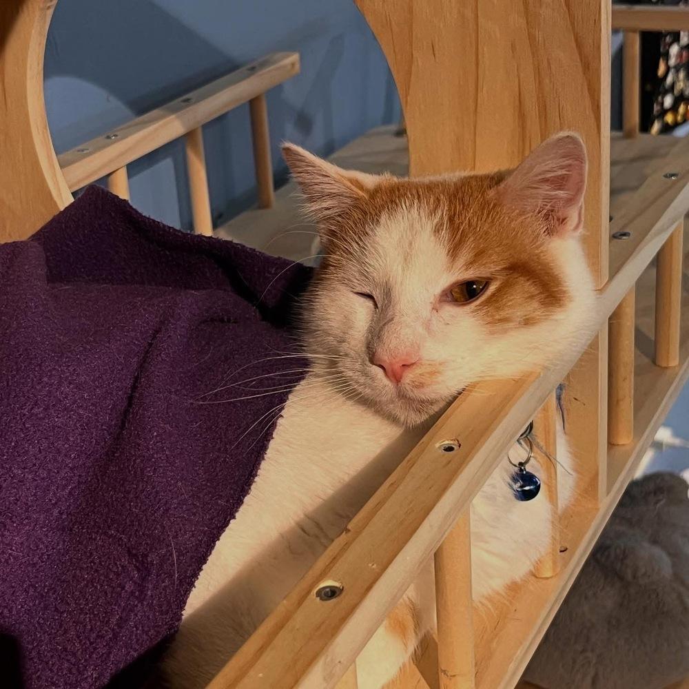 Enlarge Creamsicle, a Adoptable mixed breed in Lafayette, CO image 4/6