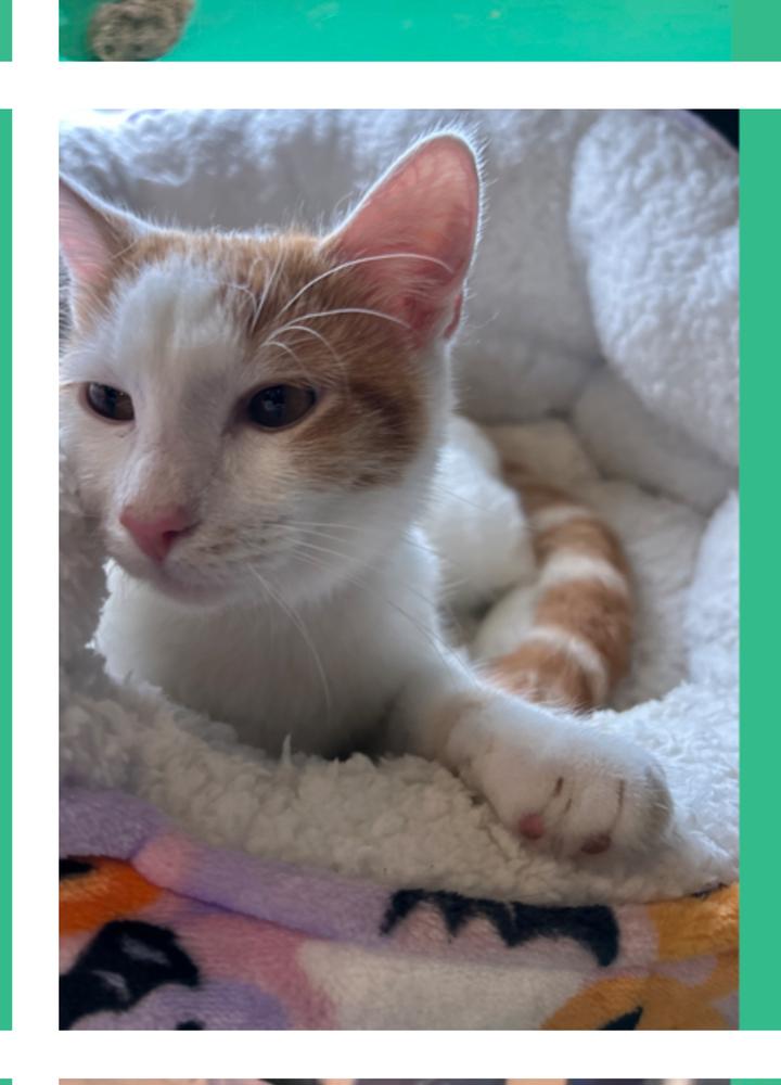 Enlarge Creamsicle, a Adoptable mixed breed in Lafayette, CO image 5/6