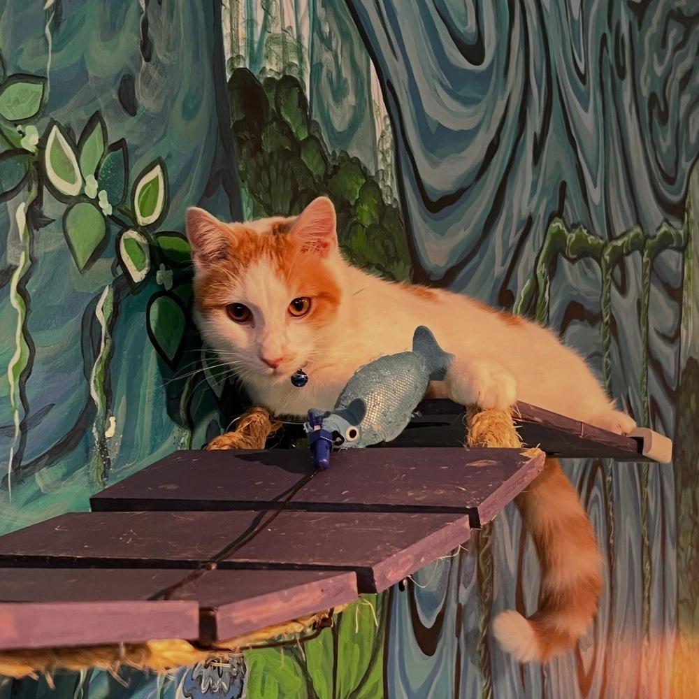 Enlarge Creamsicle, a Adoptable mixed breed in Lafayette, CO image 6/6