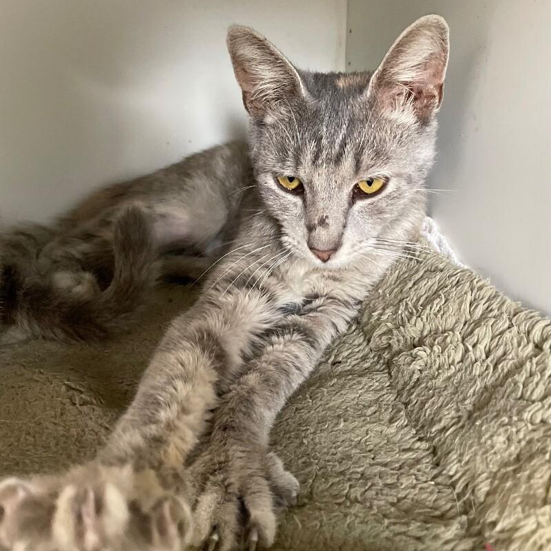 Sawyer, Adoptable, Adult Female Domestic Short Hair.