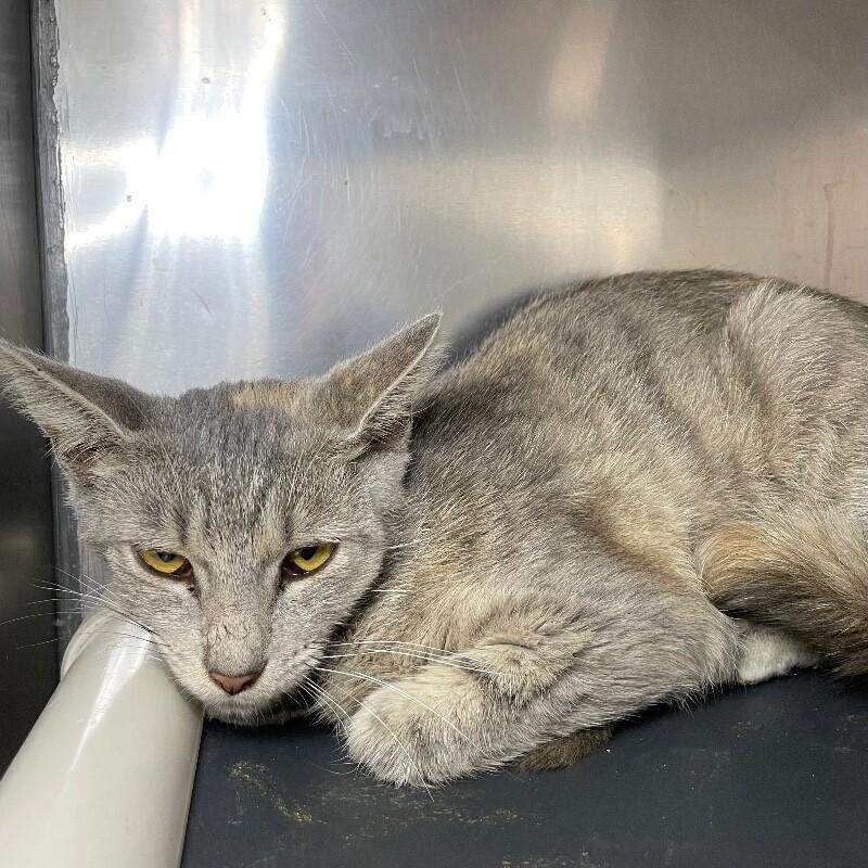Enlarge Sawyer, a Adoptable Domestic Short Hair in Roanoke, VA image 2/2