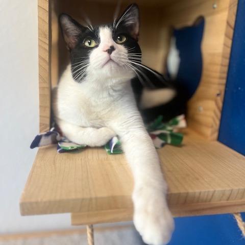Dante, Adoptable, Young Male Domestic Short Hair.