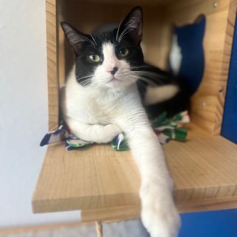 Dante, a Adoptable Domestic Short Hair in Chaska, MN image 3/6