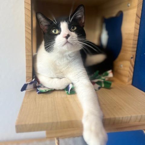 Dante, a Adoptable Domestic Short Hair in Chaska, MN image 5/6