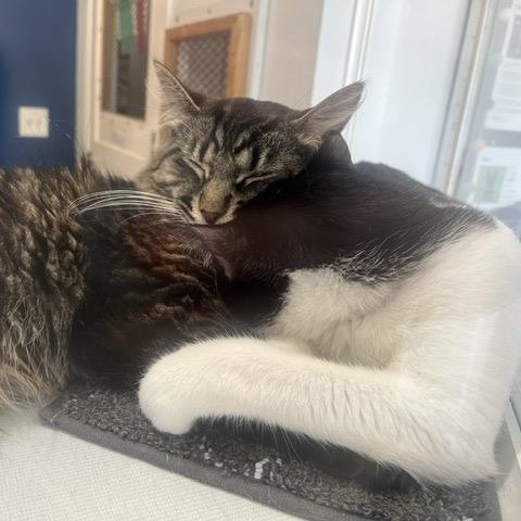 Dante, a Adoptable Domestic Short Hair in Chaska, MN image 6/6