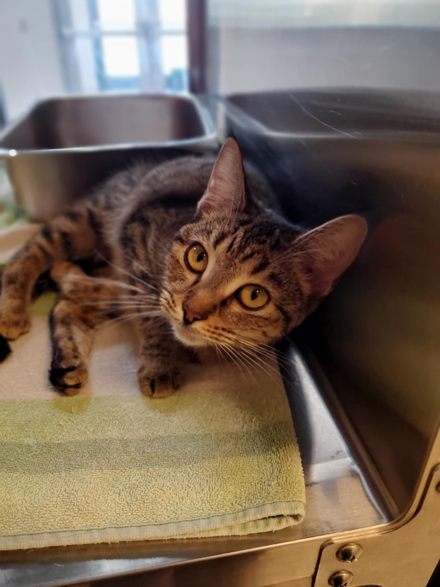 Fran, Young Female Domestic Short Hair