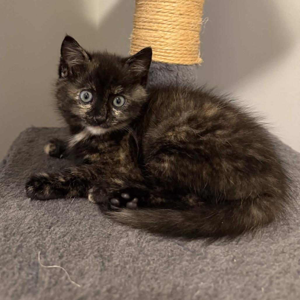 Enlarge Jolene, a Adoptable Domestic Long Hair in Delaware, OH image 1/2
