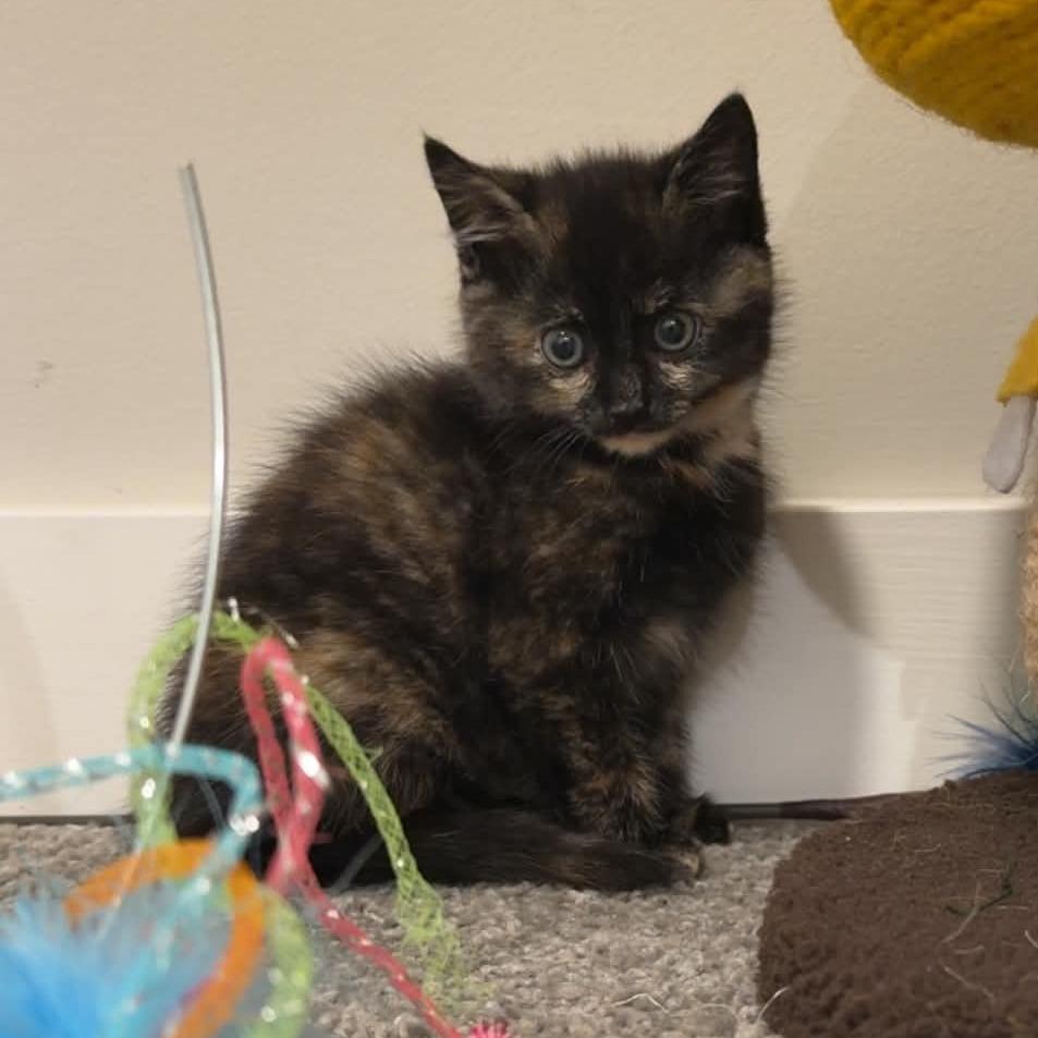Enlarge Jolene, a Adoptable Domestic Long Hair in Delaware, OH image 2/2