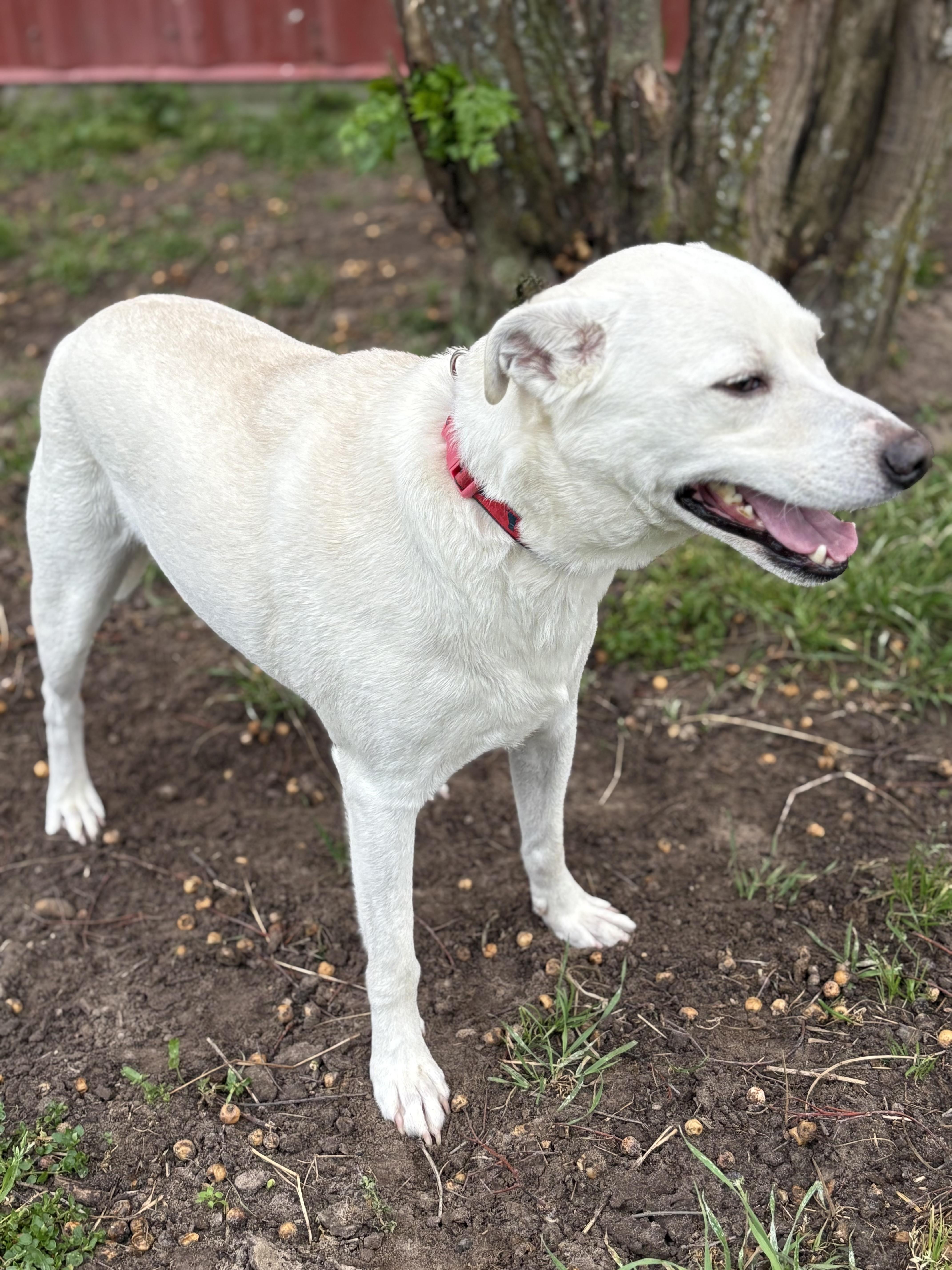 Lucky, a ADOPTABLE mixed breed in Madisonville, TX image 2/2
