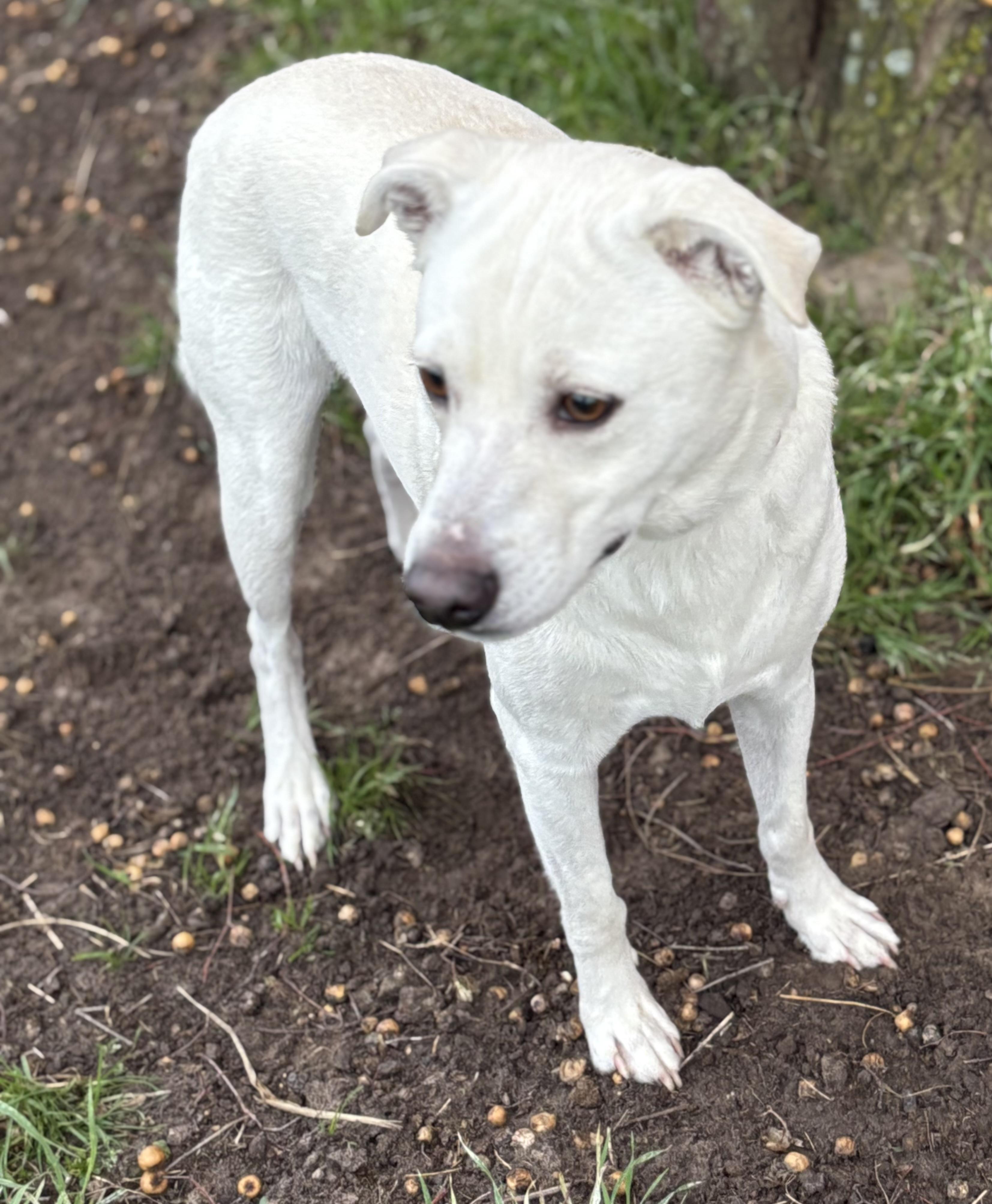 Lucky, ADOPTABLE, Adult Male Labrador Retriever.